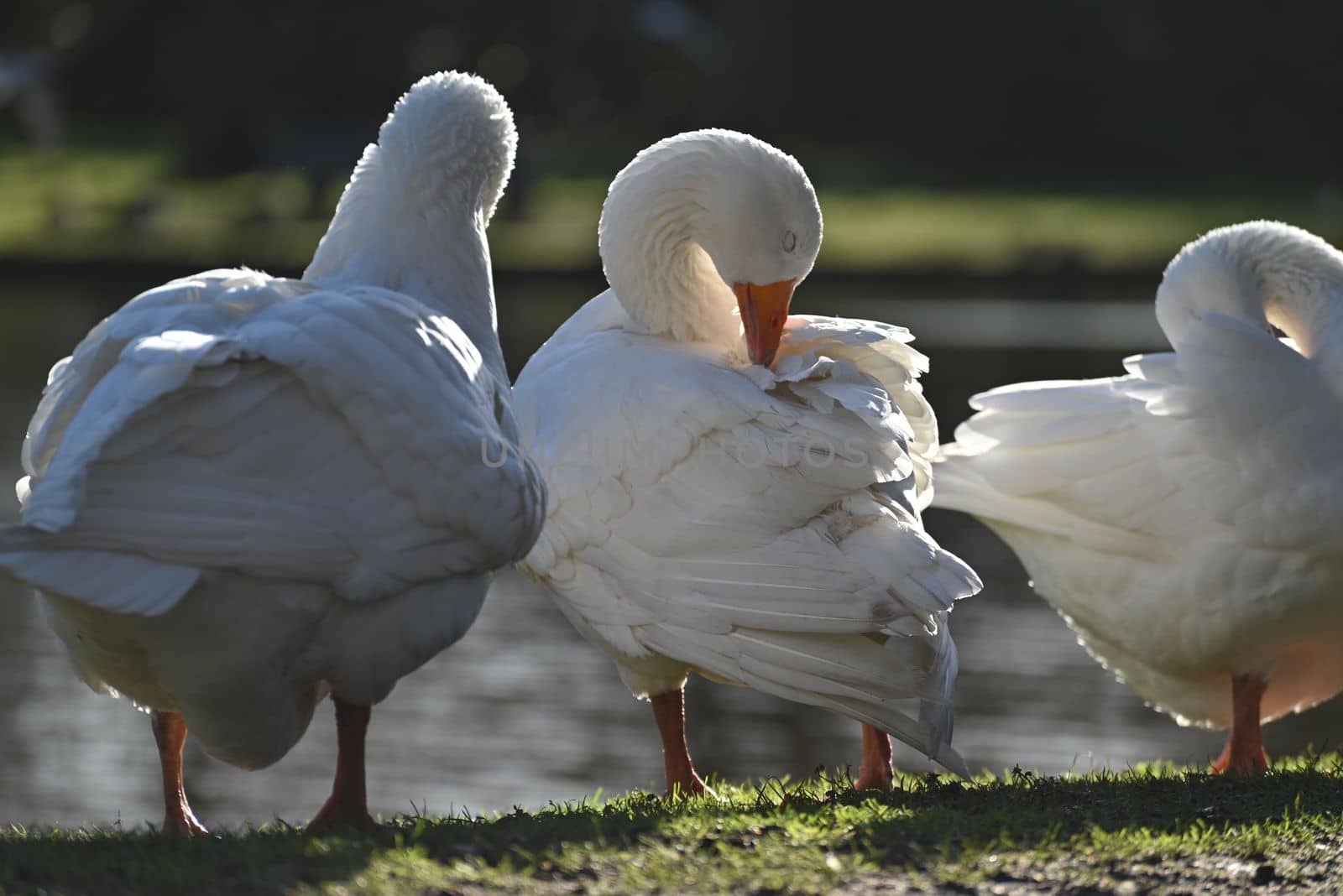White geese grooming their feathers in a park near a pond