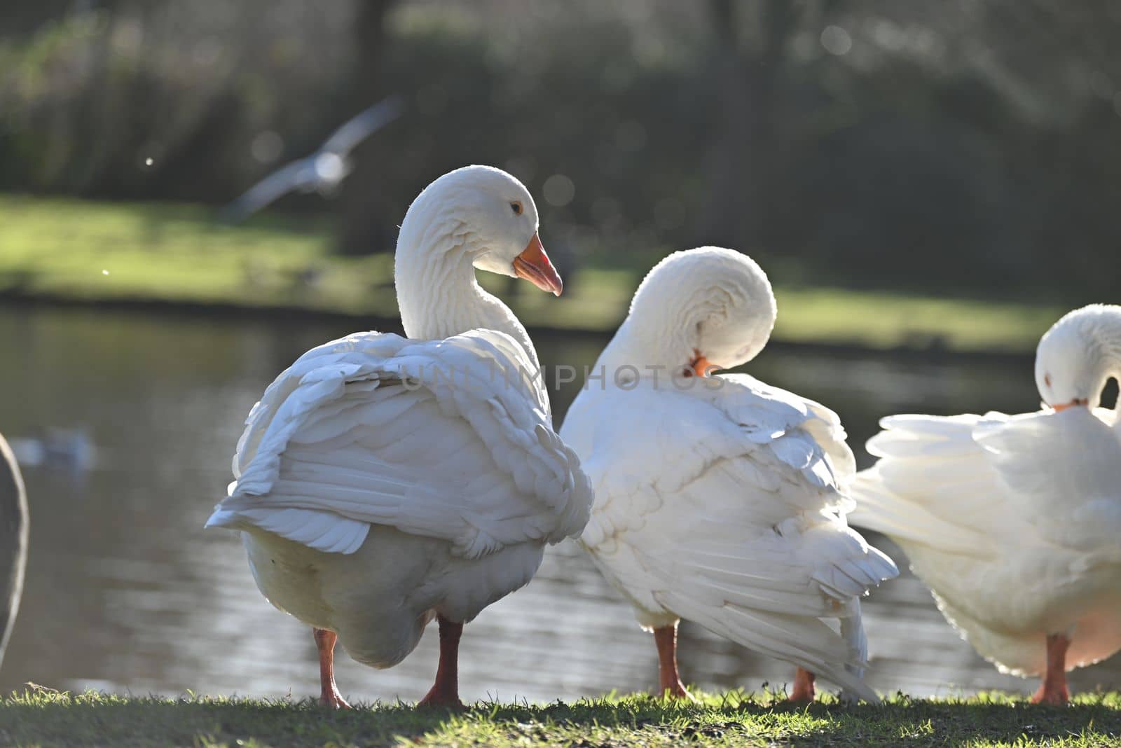 White geese grooming their feathers in a park near a pond