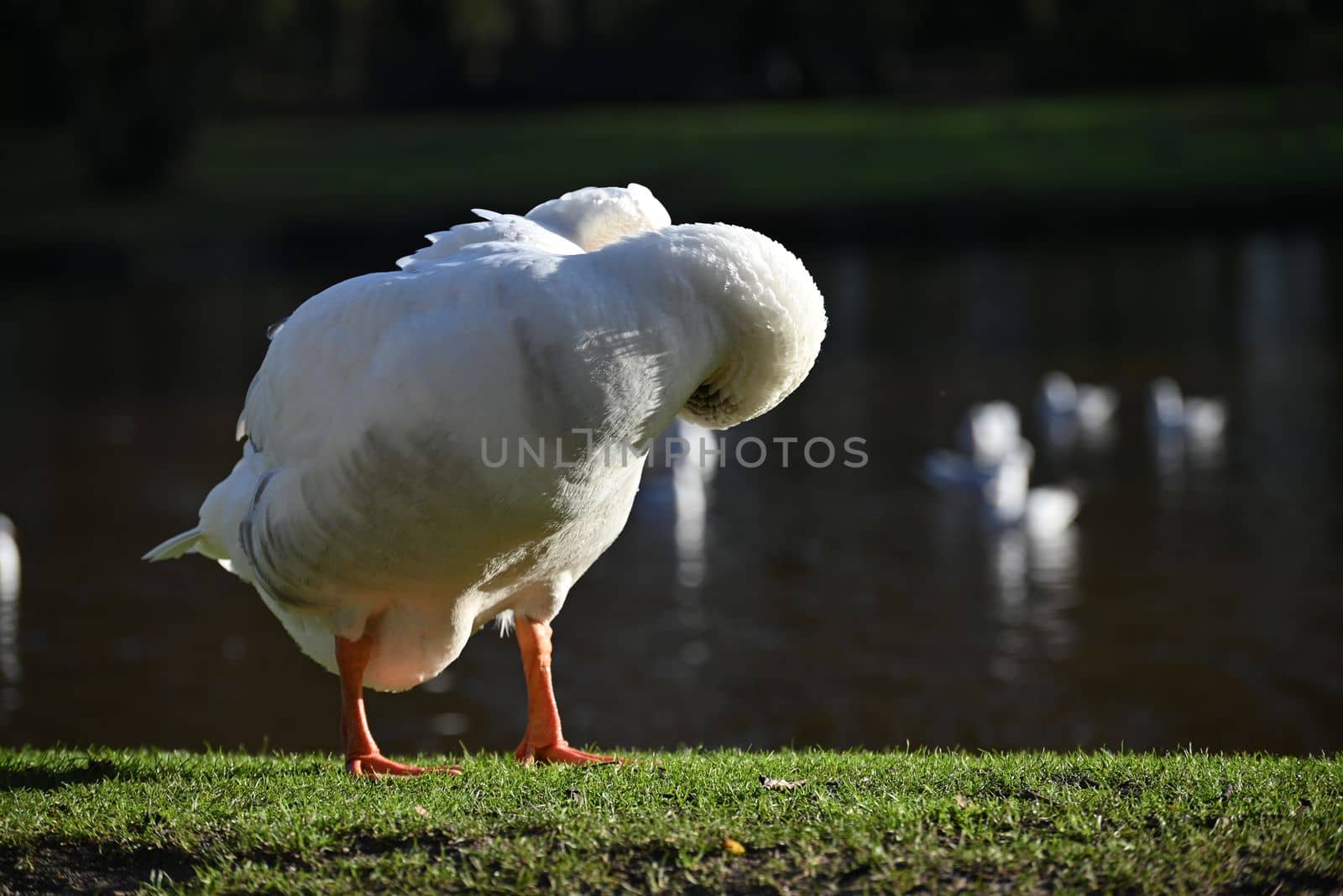 One white goose grooming her feathers in the park near a pond