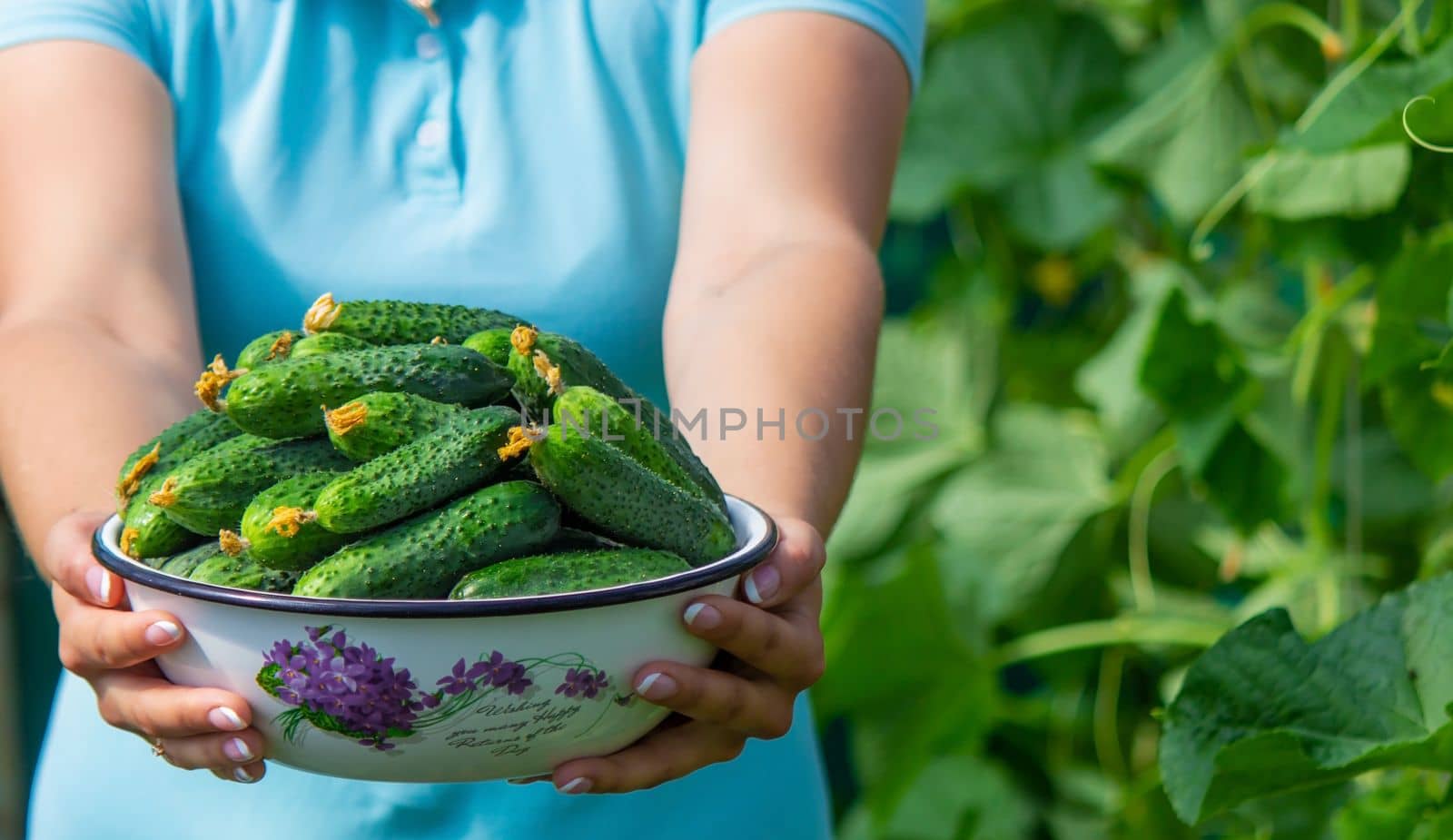 the farmer holds cucumbers in his hands. on the background of the garden. Selective focus