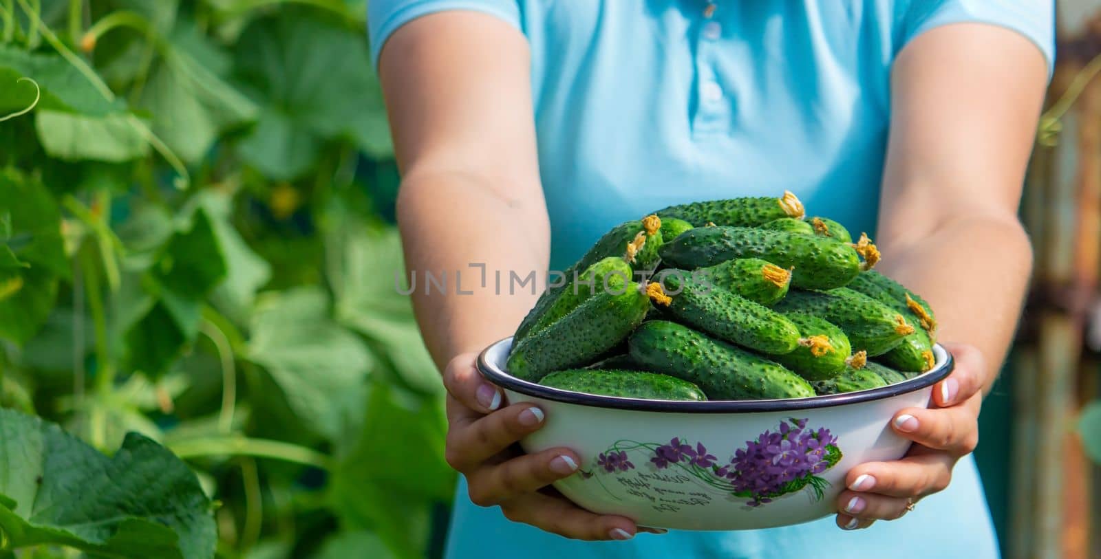 the farmer holds cucumbers in his hands. on the background of the garden. Selective focus