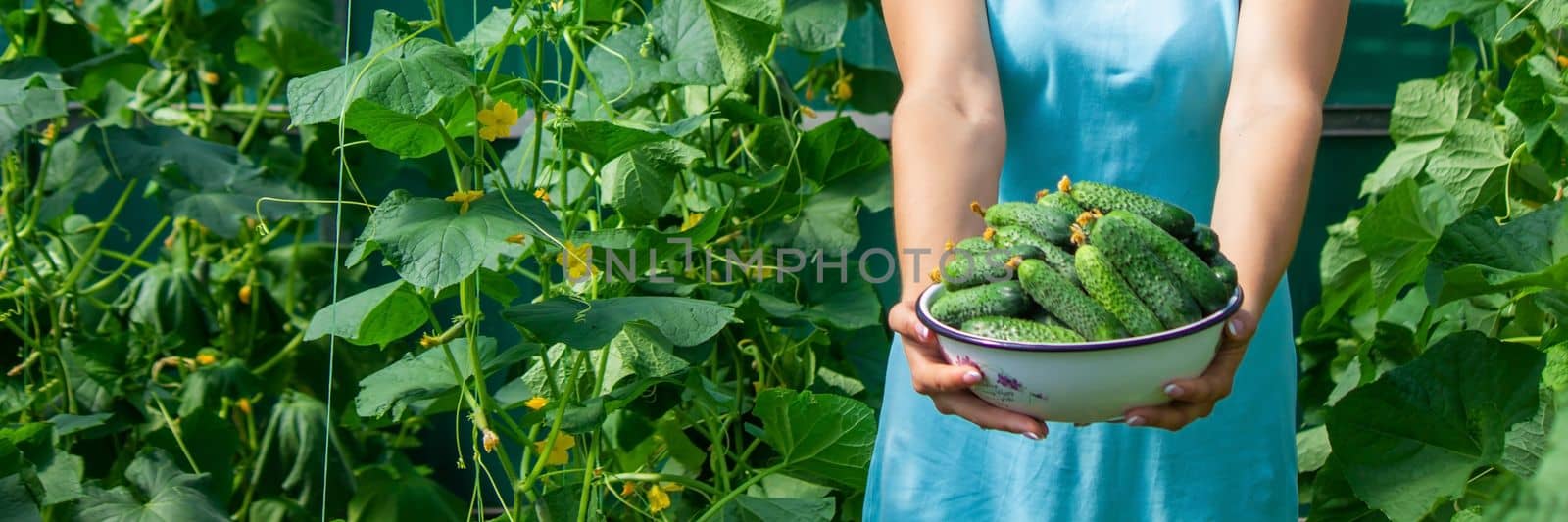 the farmer holds cucumbers in his hands. on the background of the garden. Selective focus