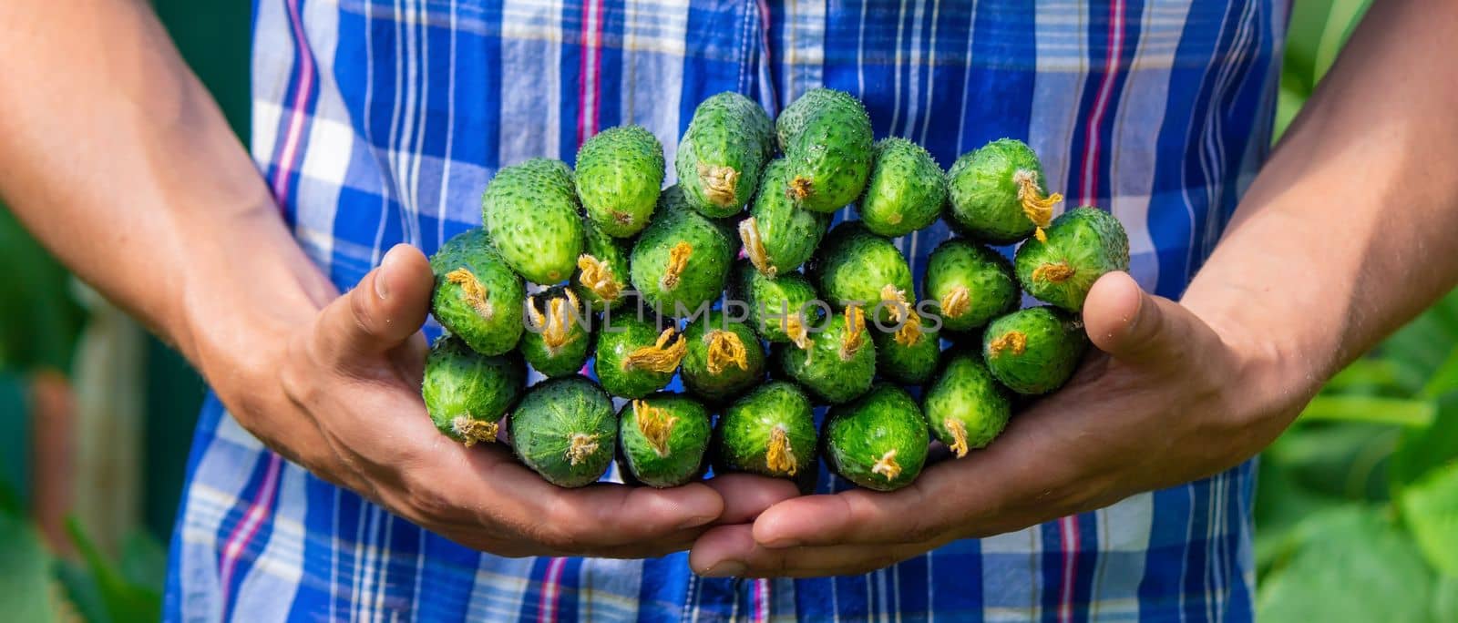the farmer holds cucumbers in his hands. on the background of the garden. Selective focus
