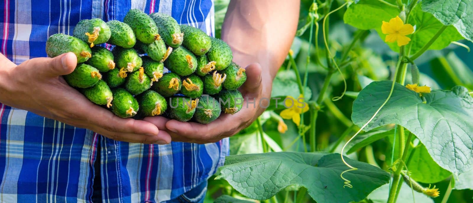 the farmer holds cucumbers in his hands. on the background of the garden. Selective focus
