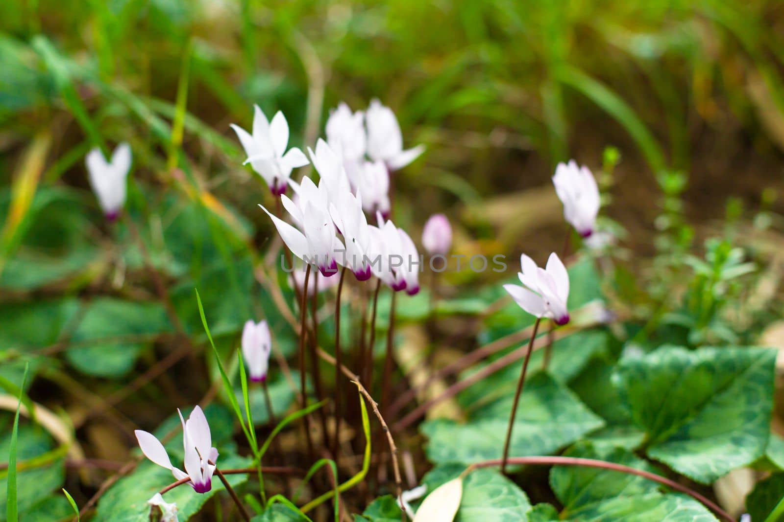 Blooming cyclamen flowers in green spring grass.