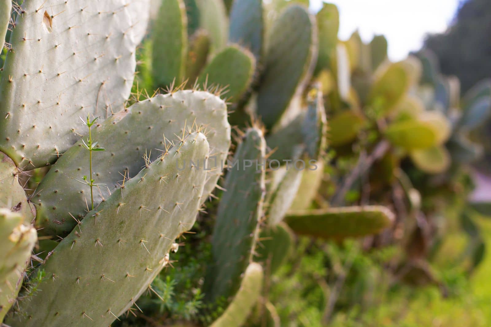 A large patch of thorns on a leaf of an indoor cactus.