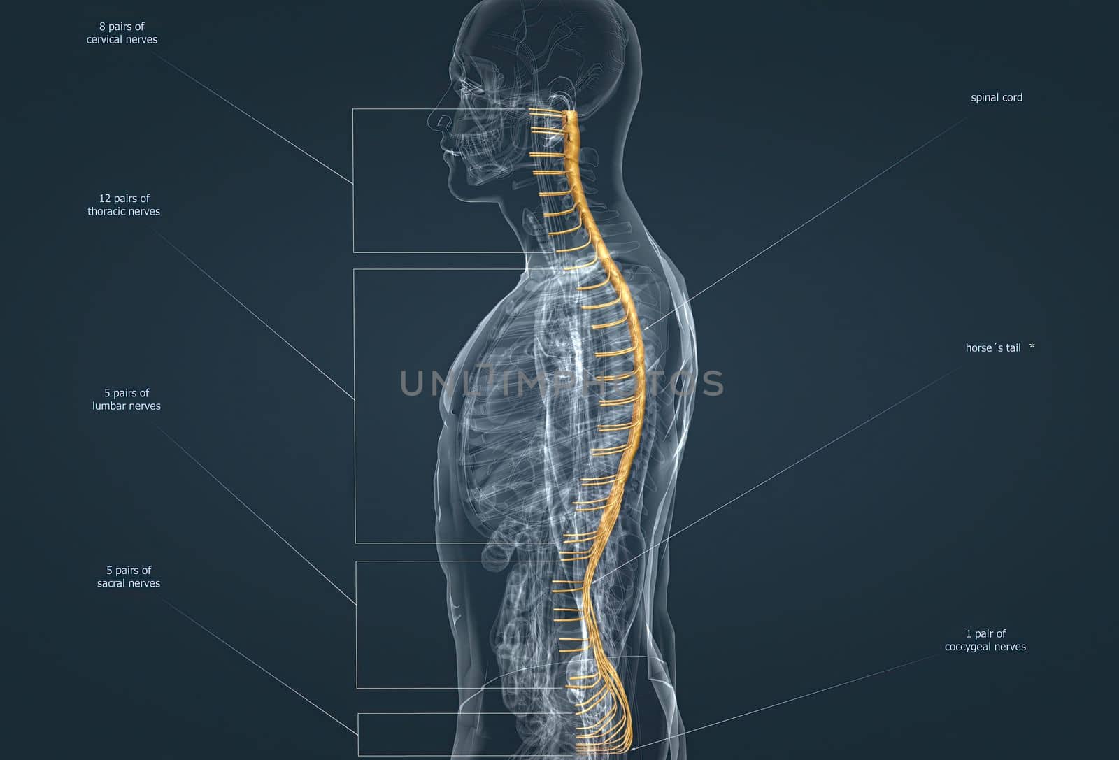 The nervous system is the command center of the body. 3d illustration