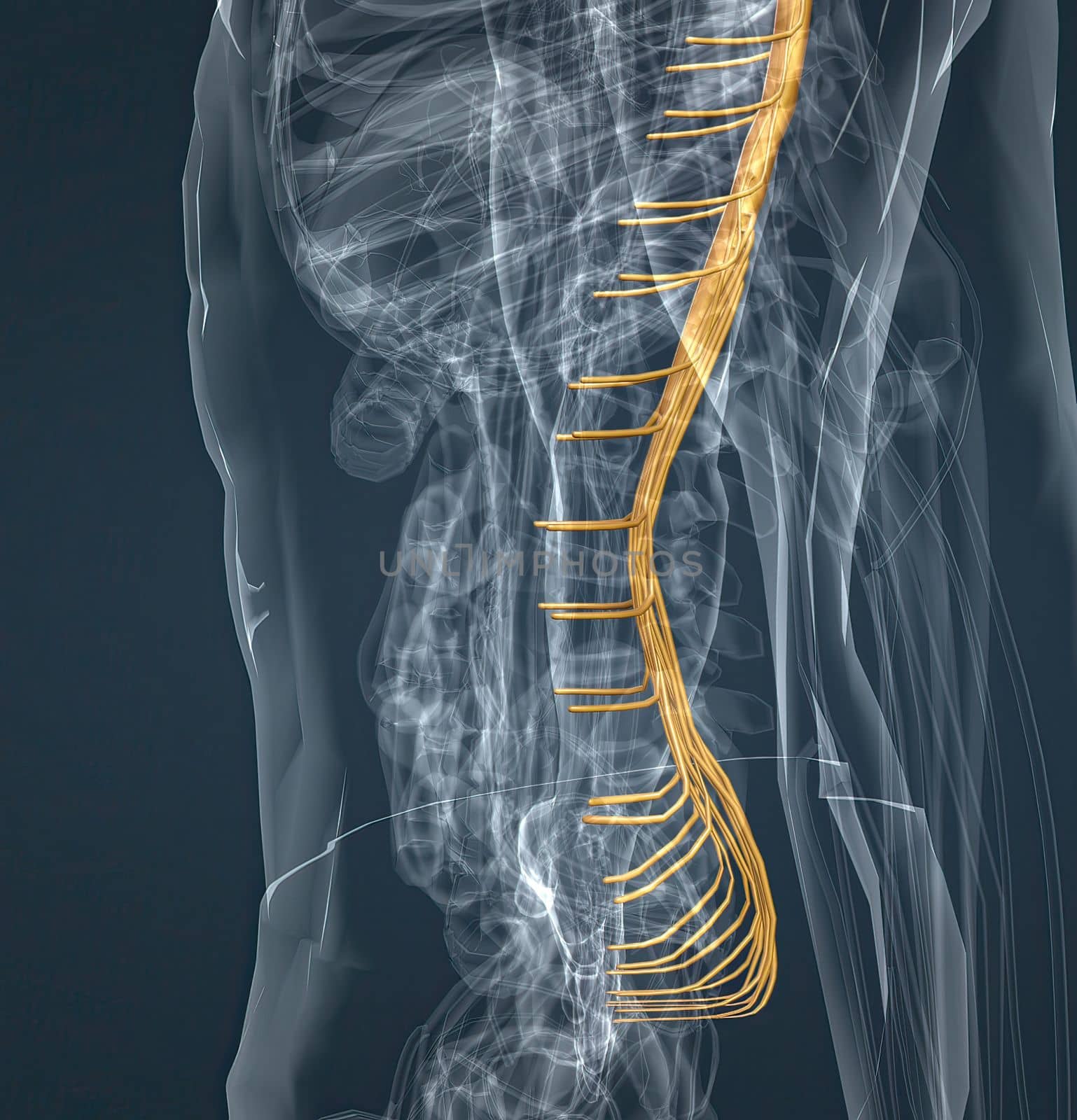 Spinal nerves are grouped into the corresponding cervical, thoracic, lumbar, sacral, and coccygeal regions of the spine. 3d illustration