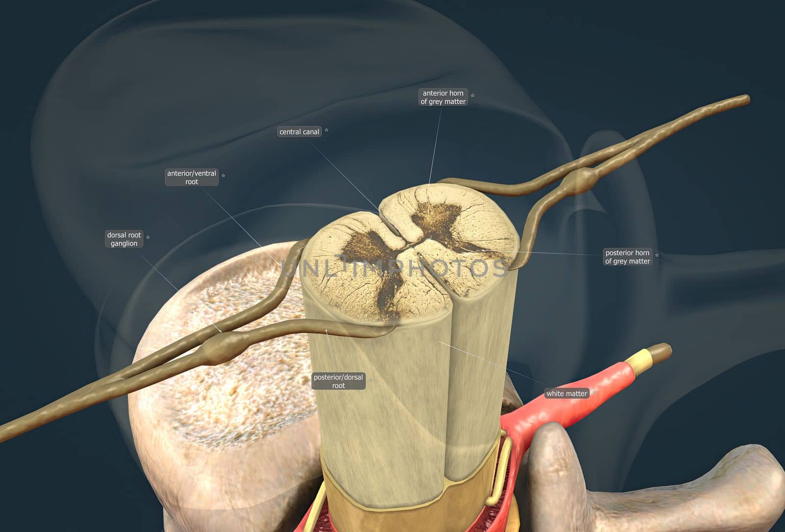 The spinal nerve is a mixed nerve that carries motor, sensory and autonomic signals between the spinal cord and the body by creativepic