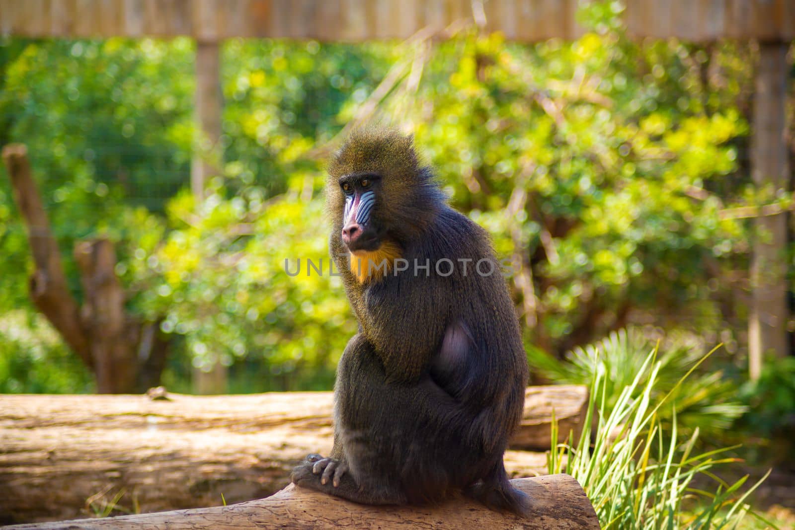 baboon in the woods. Close-up. Wild monkey by Try_my_best