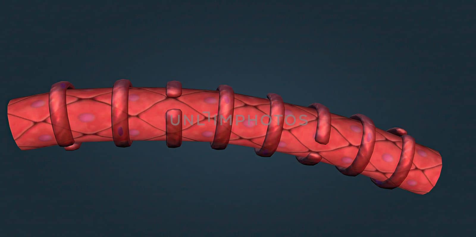 muscle that performs automatic tasks such as constricting blood vessels. 3d illustration