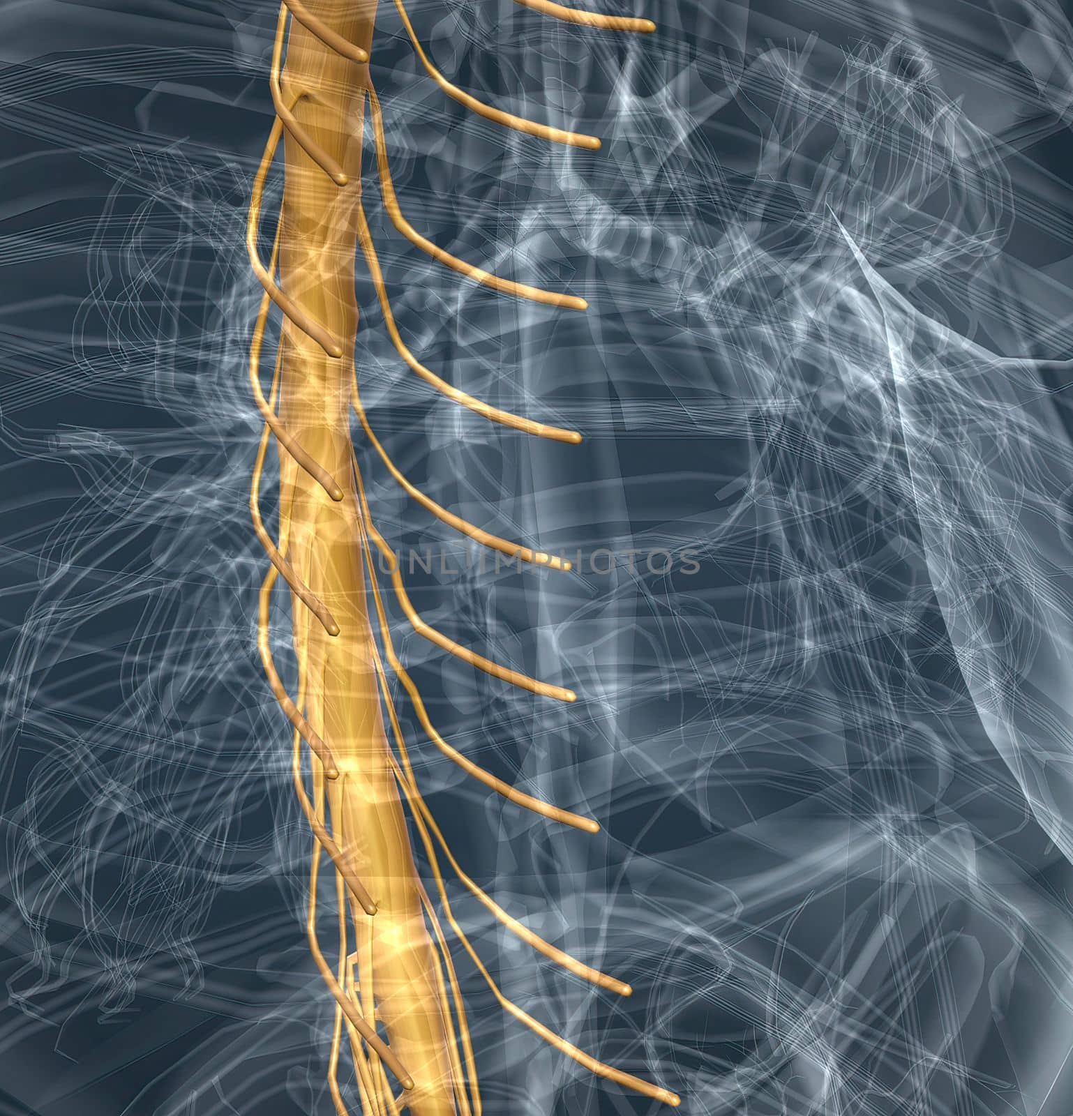 Spinal nerves are grouped into the corresponding cervical, thoracic, lumbar, sacral, and coccygeal regions of the spine. 3d illustration