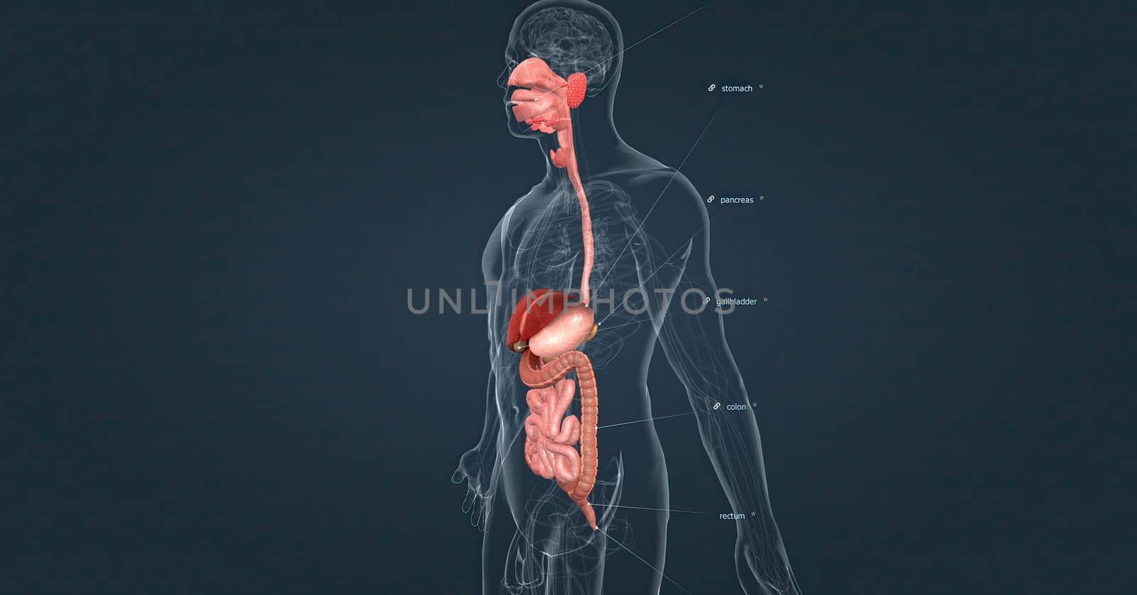 The human digestive system consists of the gastrointestinal tract and auxiliary digestive organs. by creativepic