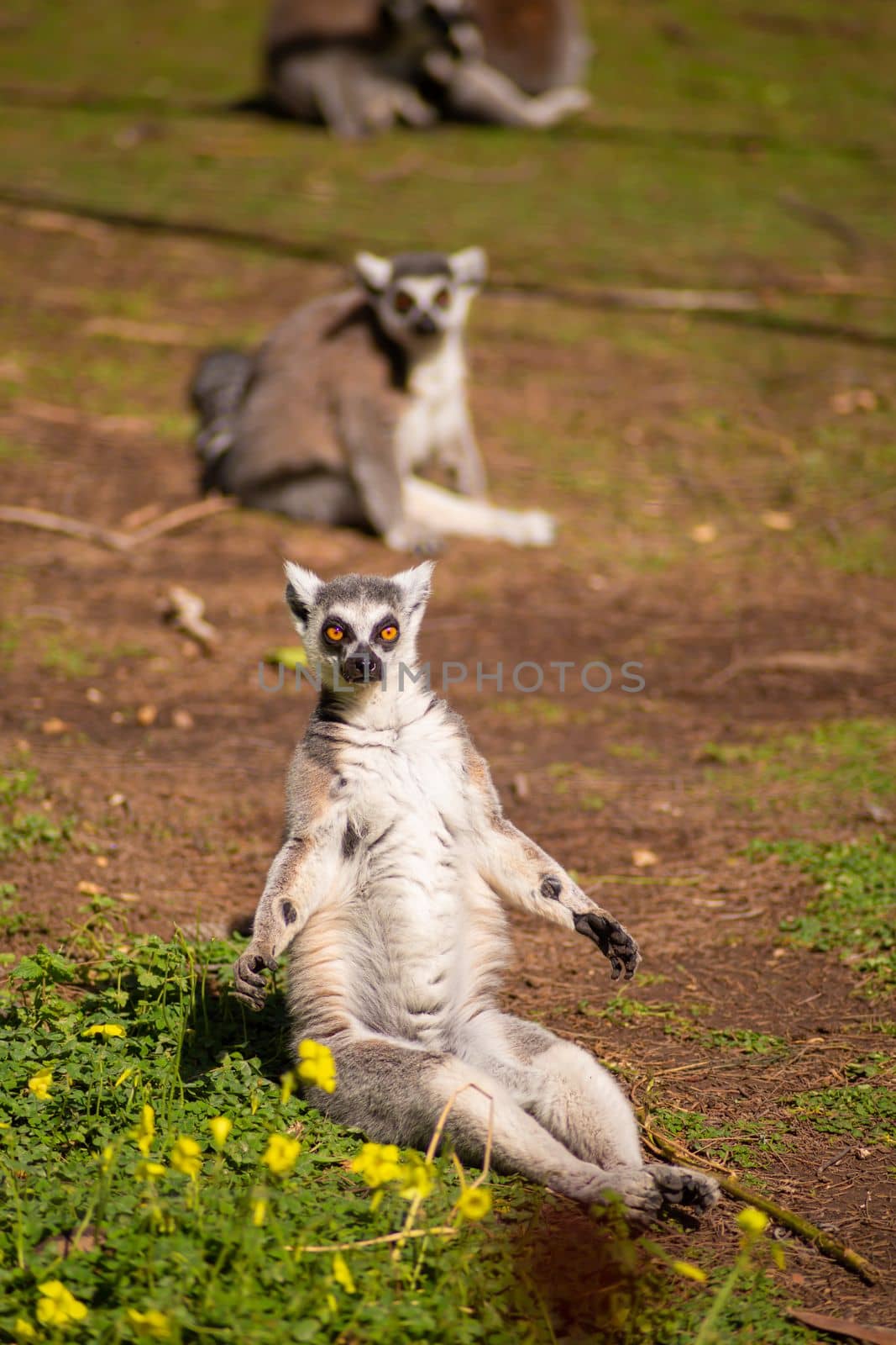 Lemur on the lawn basking in the sun.