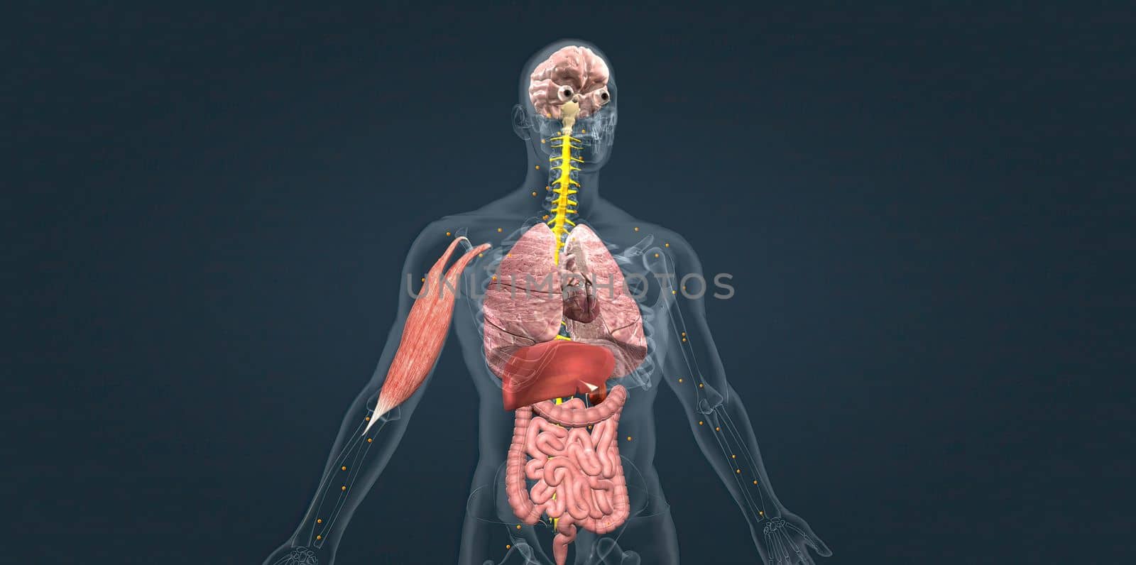 Adrenaline alarm reaction At this stage, your body sends a distress signal to your brain. 3d illustration