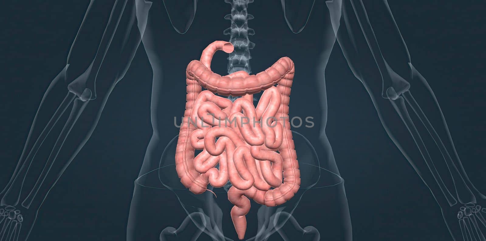 The small intestine is connected to the large intestine, also called the colon. by creativepic