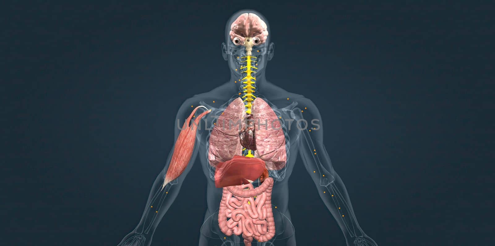 Adrenaline alarm reaction At this stage, your body sends a distress signal to your brain. 3d illustration