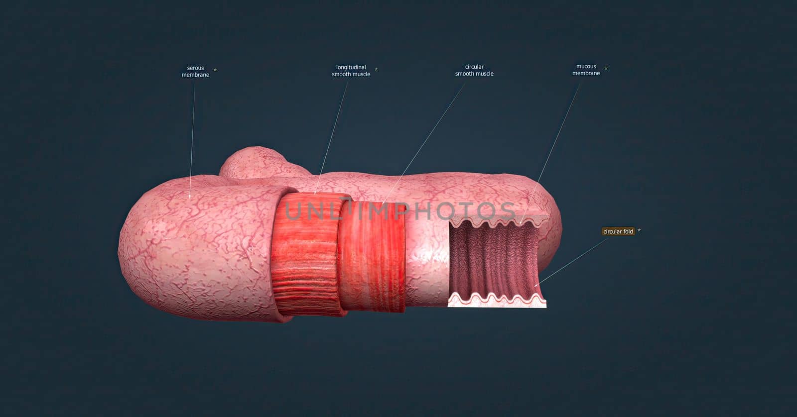 The human intestines function to absorb digestive products and have special structures to perform this function. by creativepic