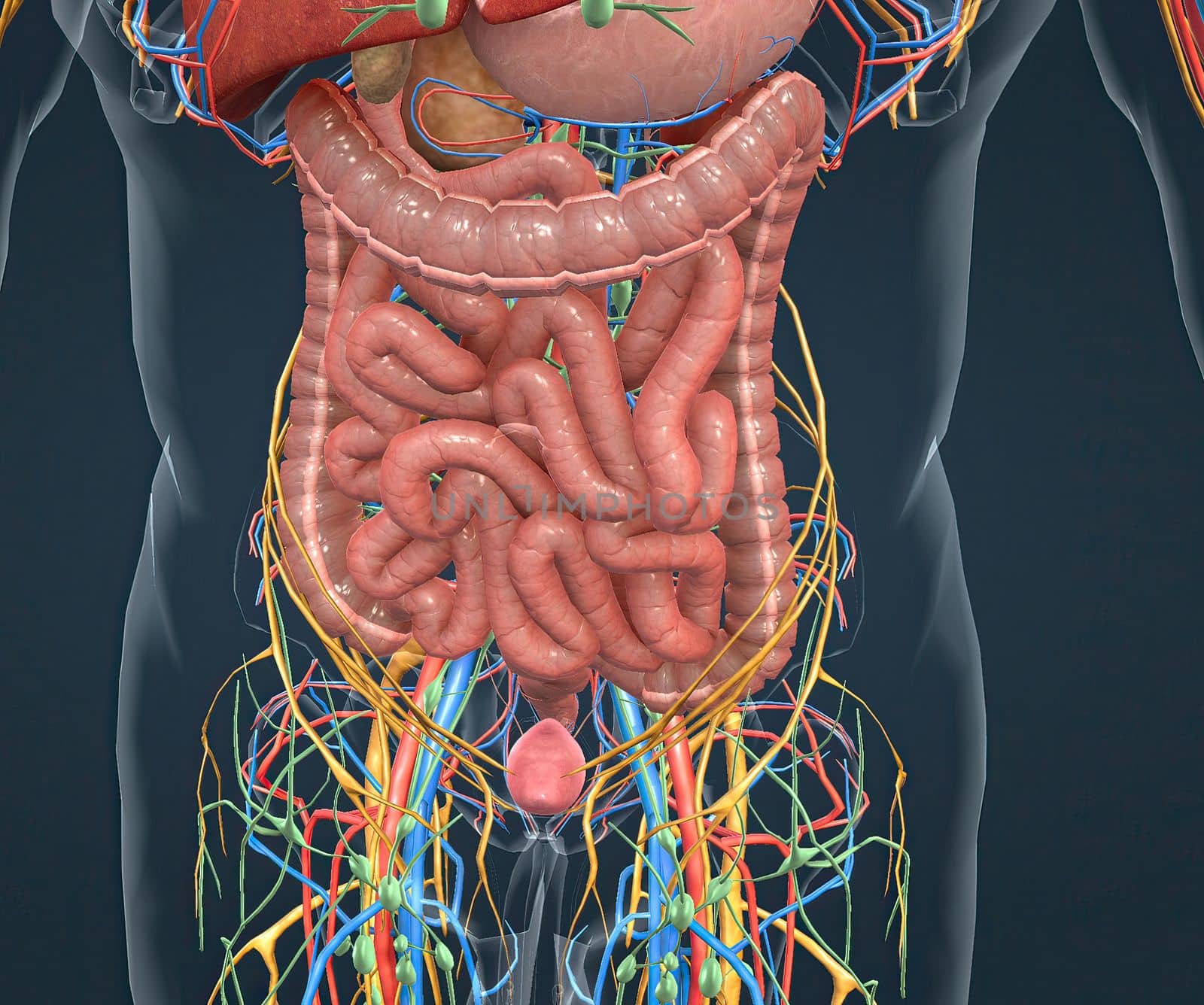 Digestive system, nervous system and vascular pathways by creativepic