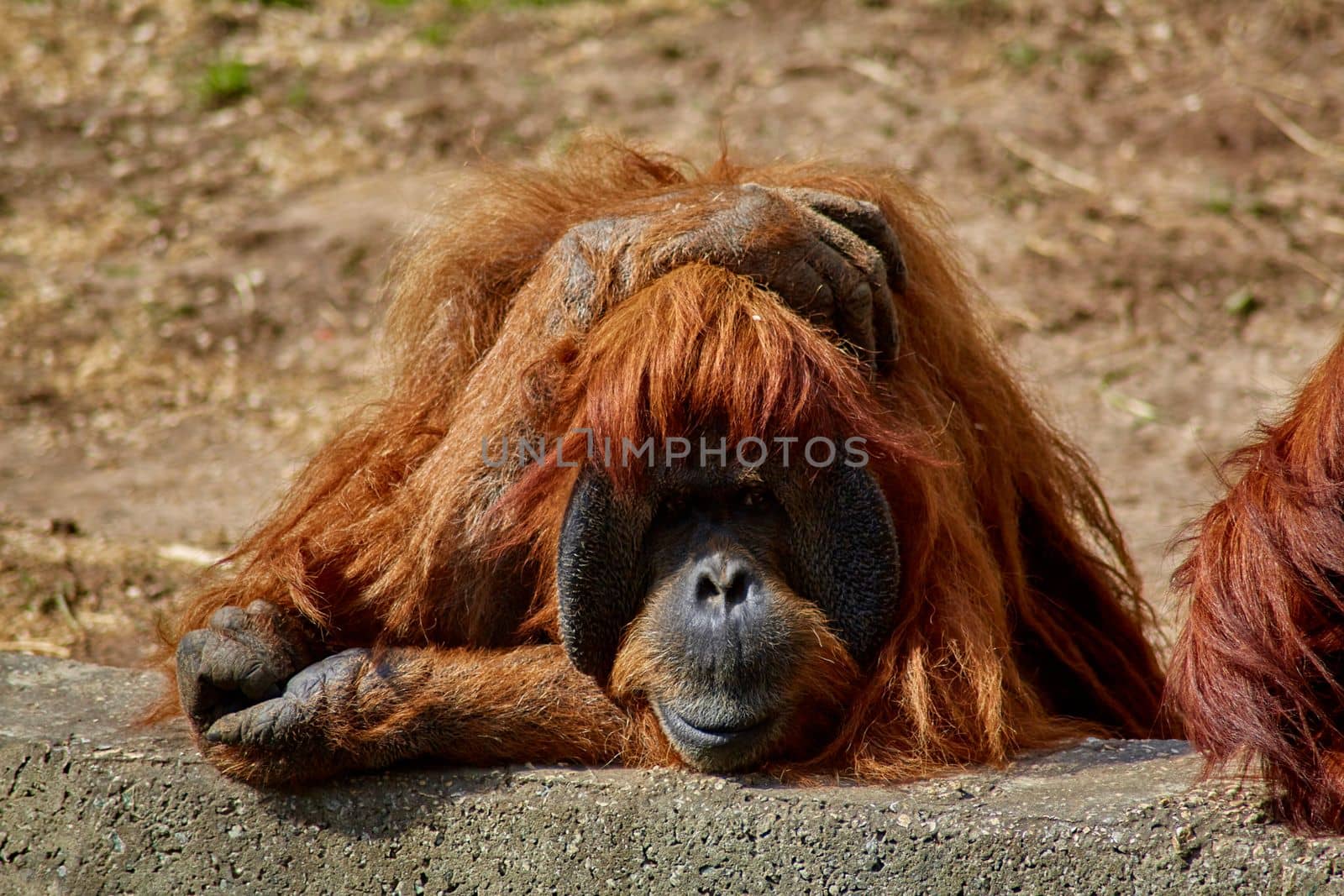 bored pensive orangutan in the open-air zoo.