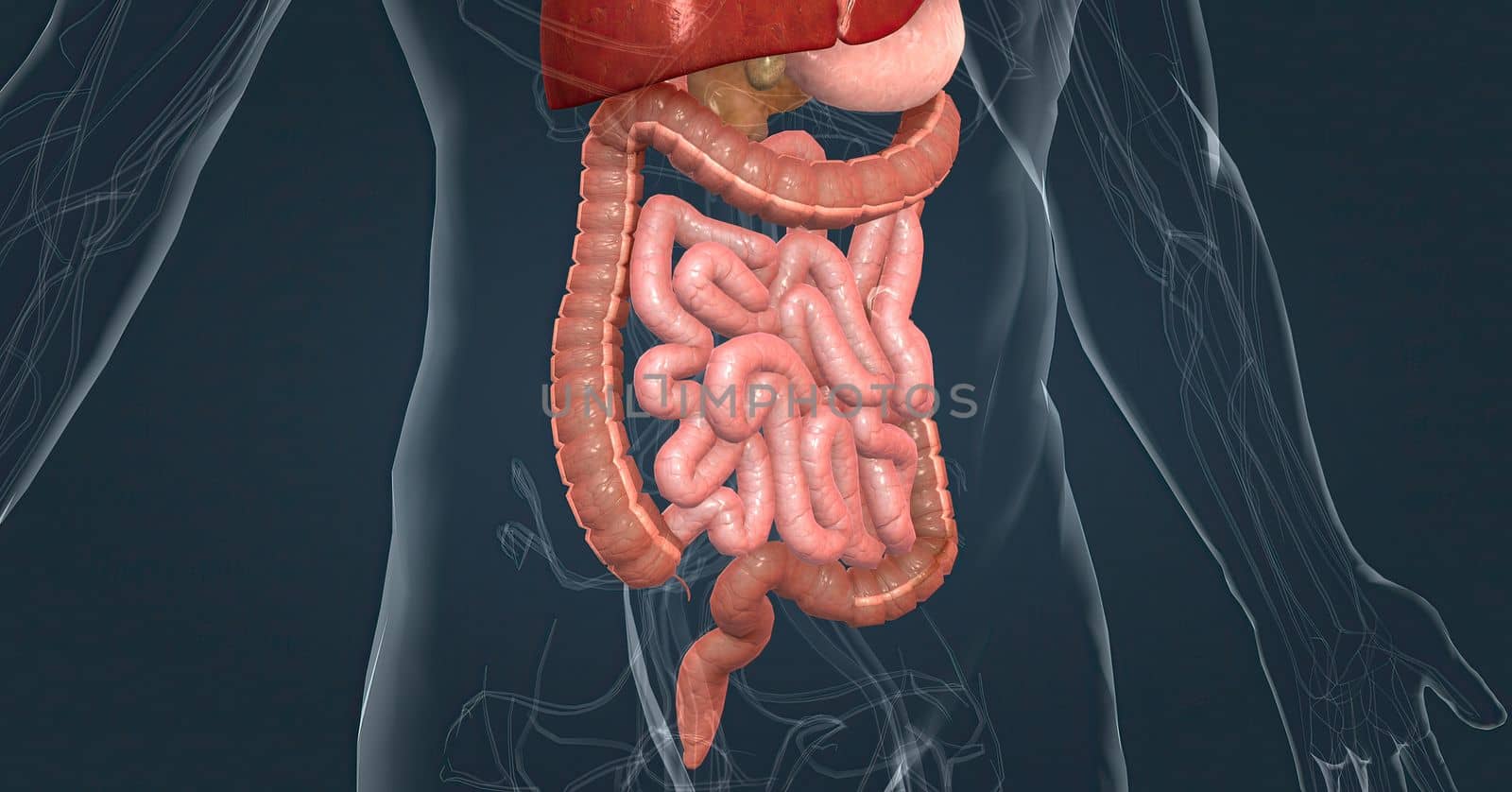 The intestines are responsible for breaking down food, absorbing its nutrients, and solidifying waste. 3d illustration