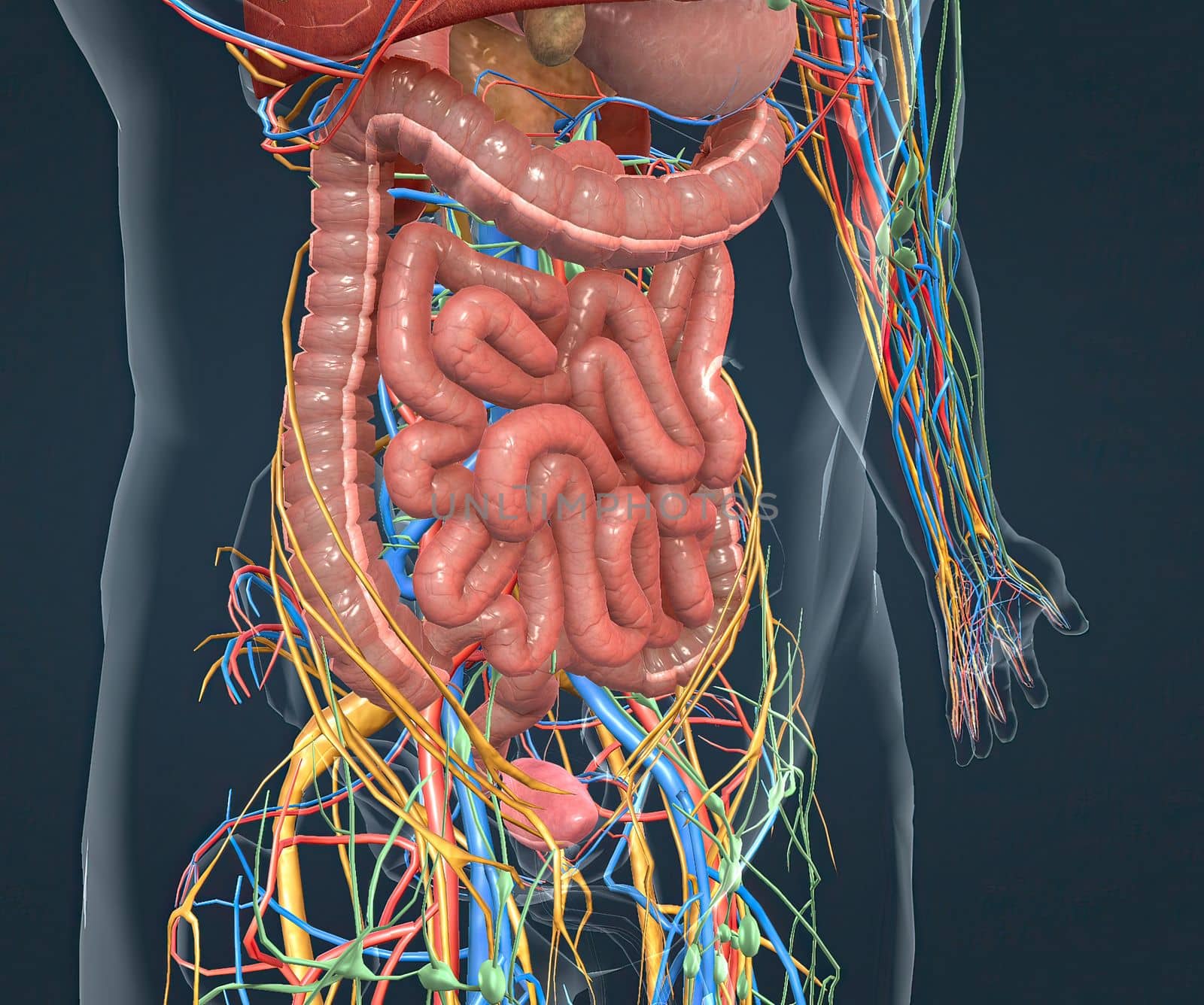 Digestive system, nervous system and vascular pathways by creativepic