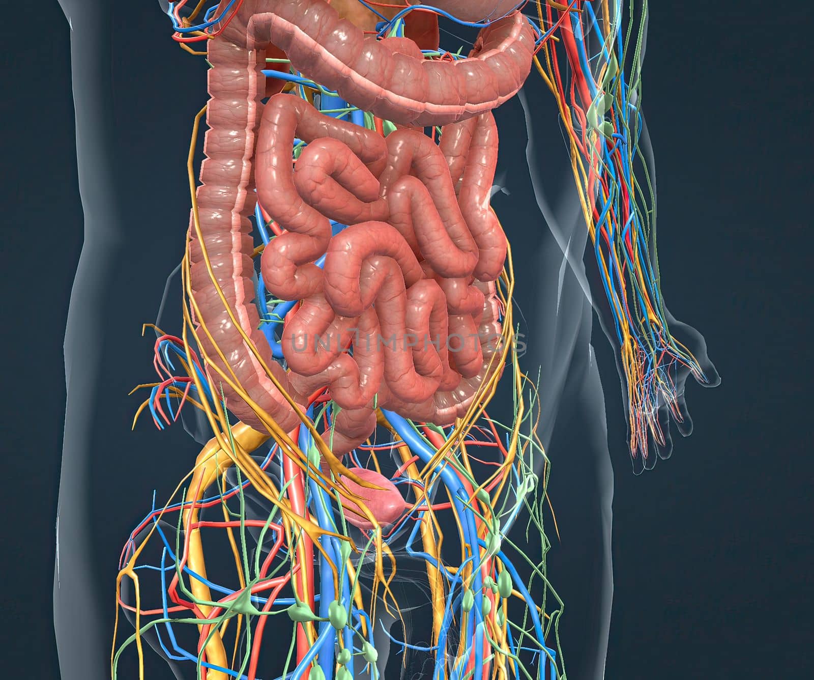 Digestive system, nervous system and vascular pathways 3d illustration