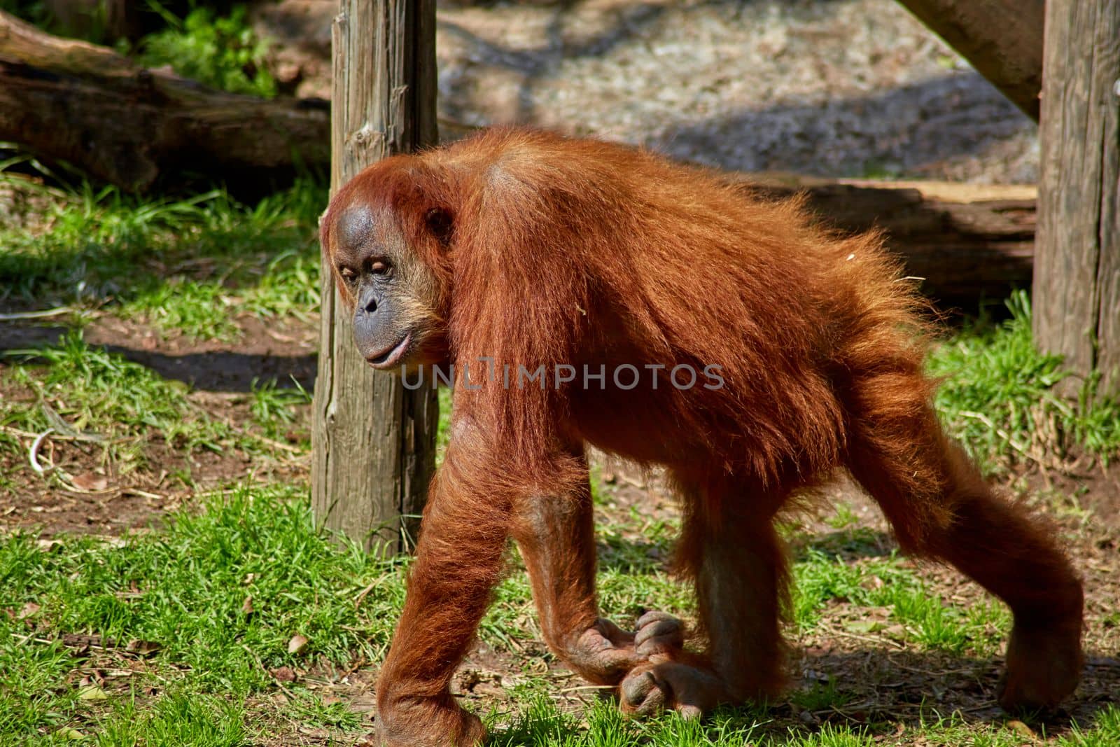 bored pensive orangutan in the open-air zoo by Try_my_best