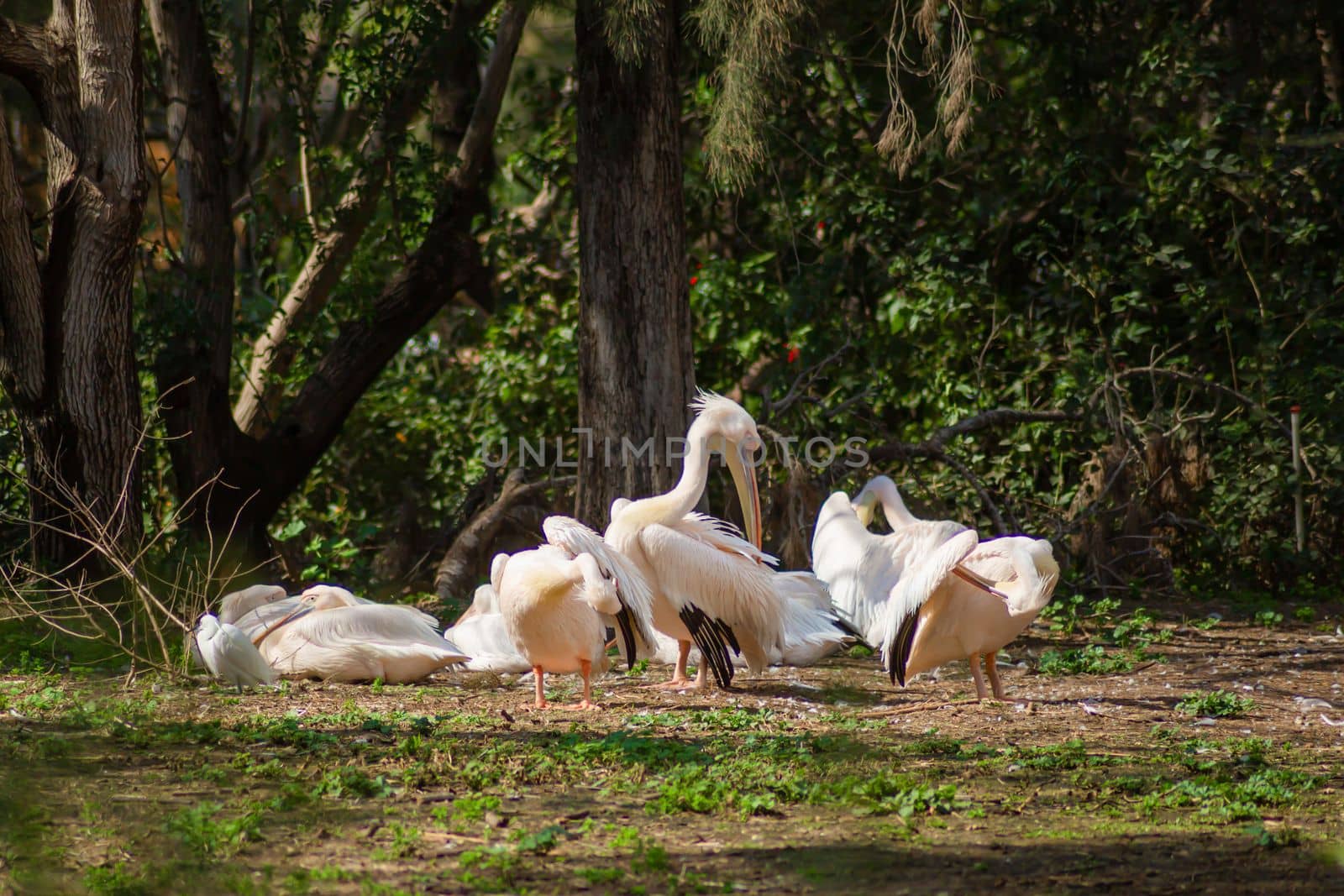 A flock of pelicans resting in the meadow.