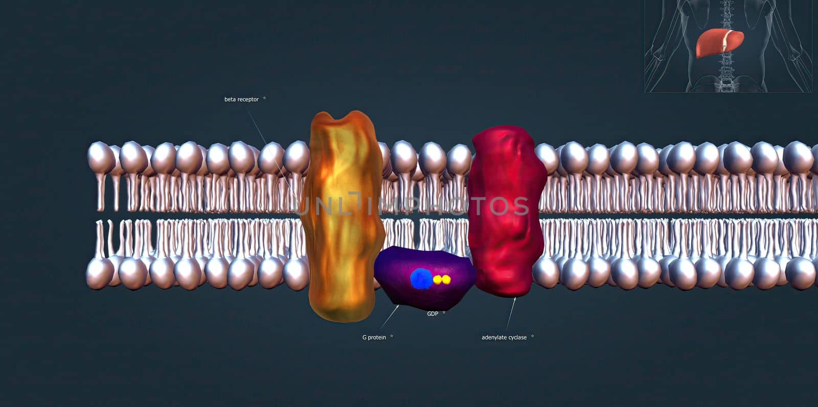 The beta 1 receptor is vital for the normal physiological function of the sympathetic nervous system. 3d illustration