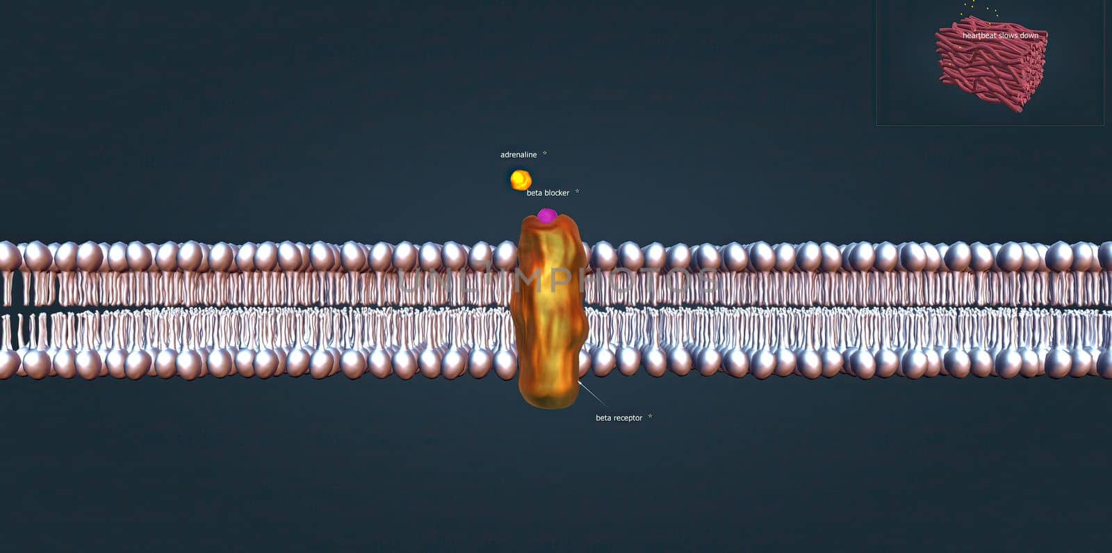 The beta 1 receptor is vital for the normal physiological function of the sympathetic nervous system. 3d illustration