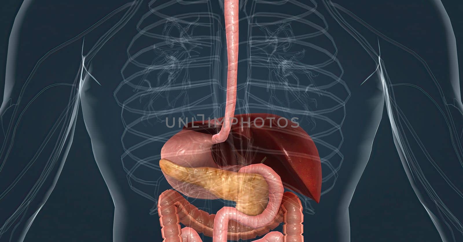The main task of the liver in the digestive system is to process the nutrients absorbed from the small intestine. by creativepic