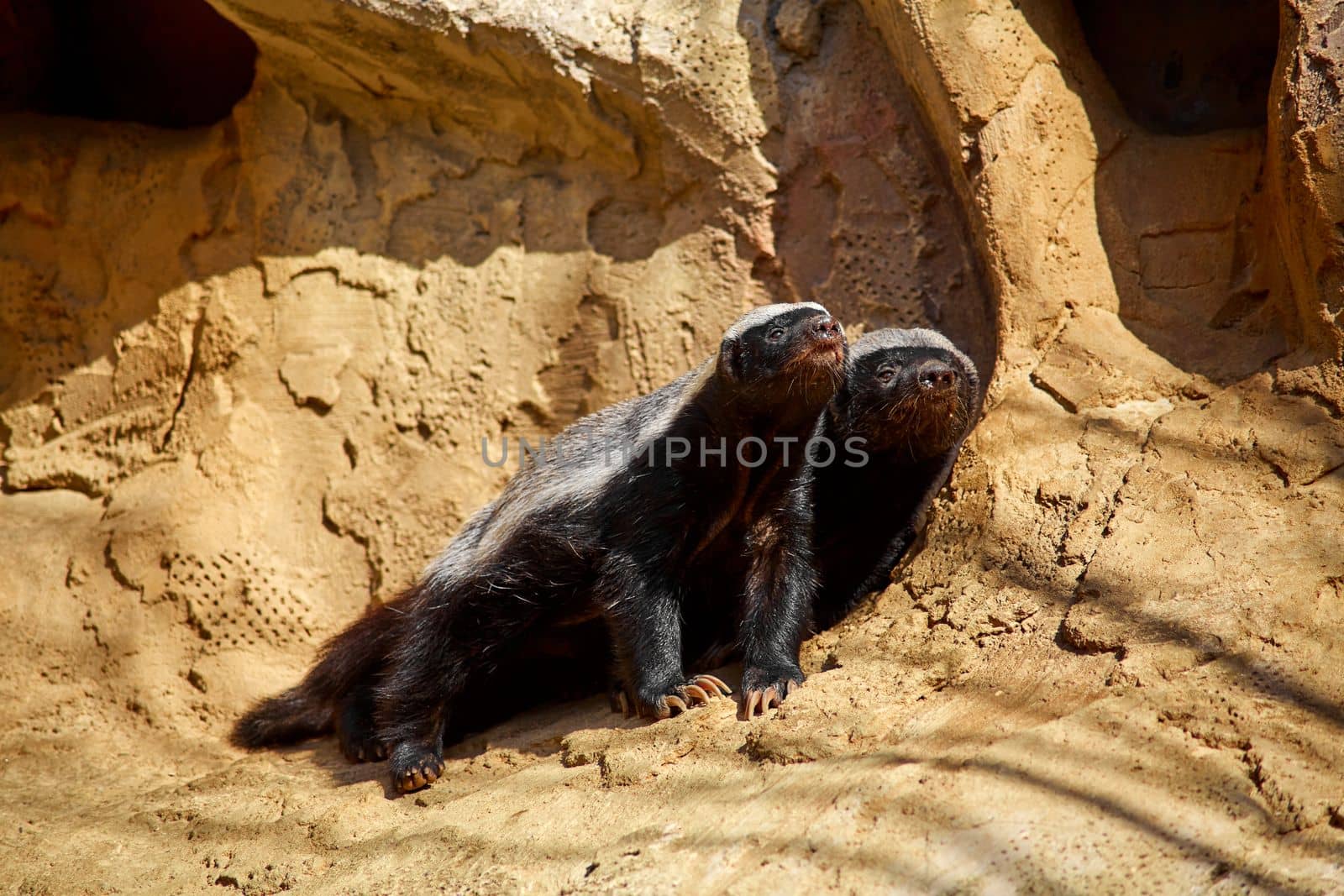 The honey badger basks in the sun on a stone at the zoo.
