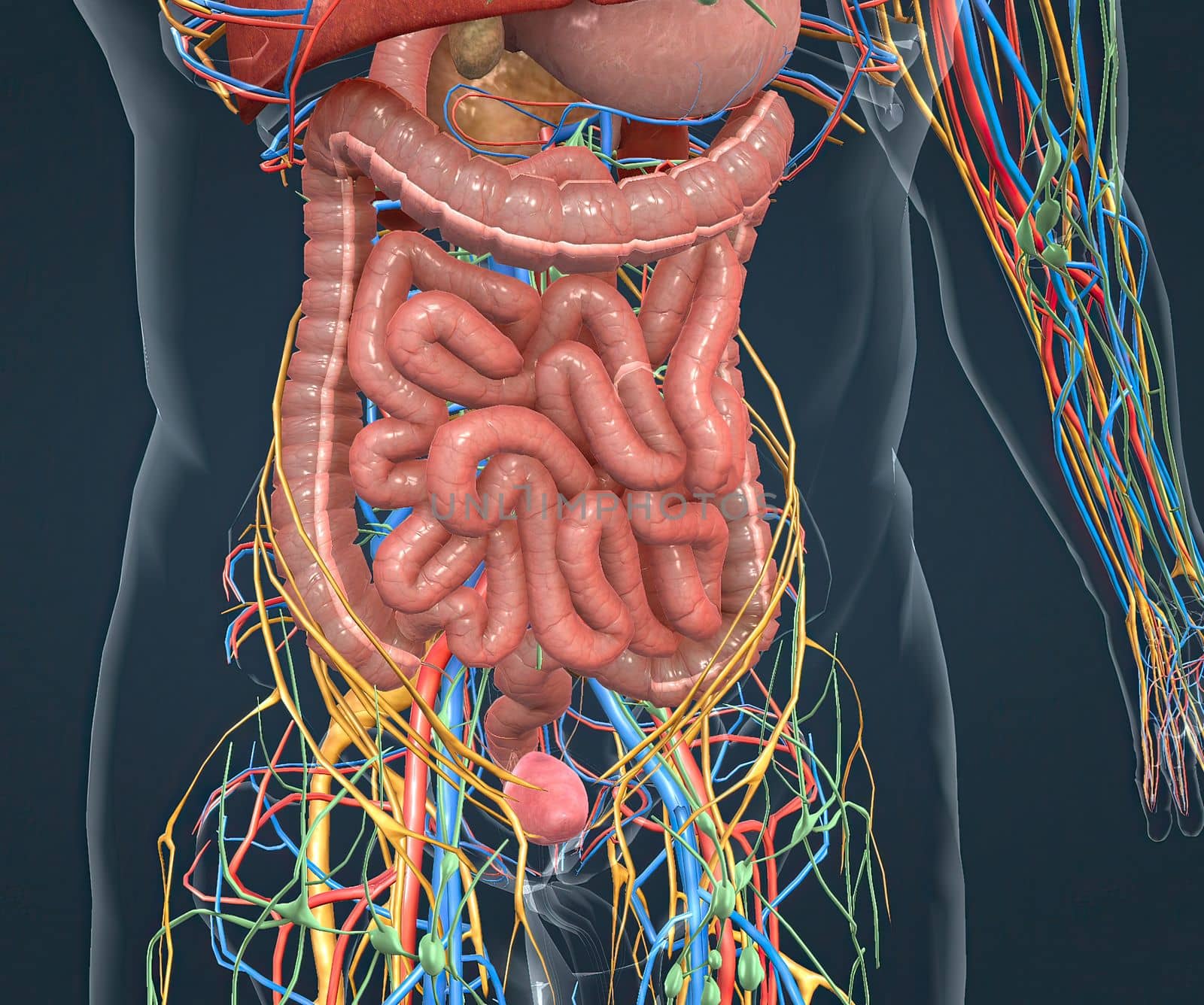 Digestive system, nervous system and vascular pathways 3d illustration