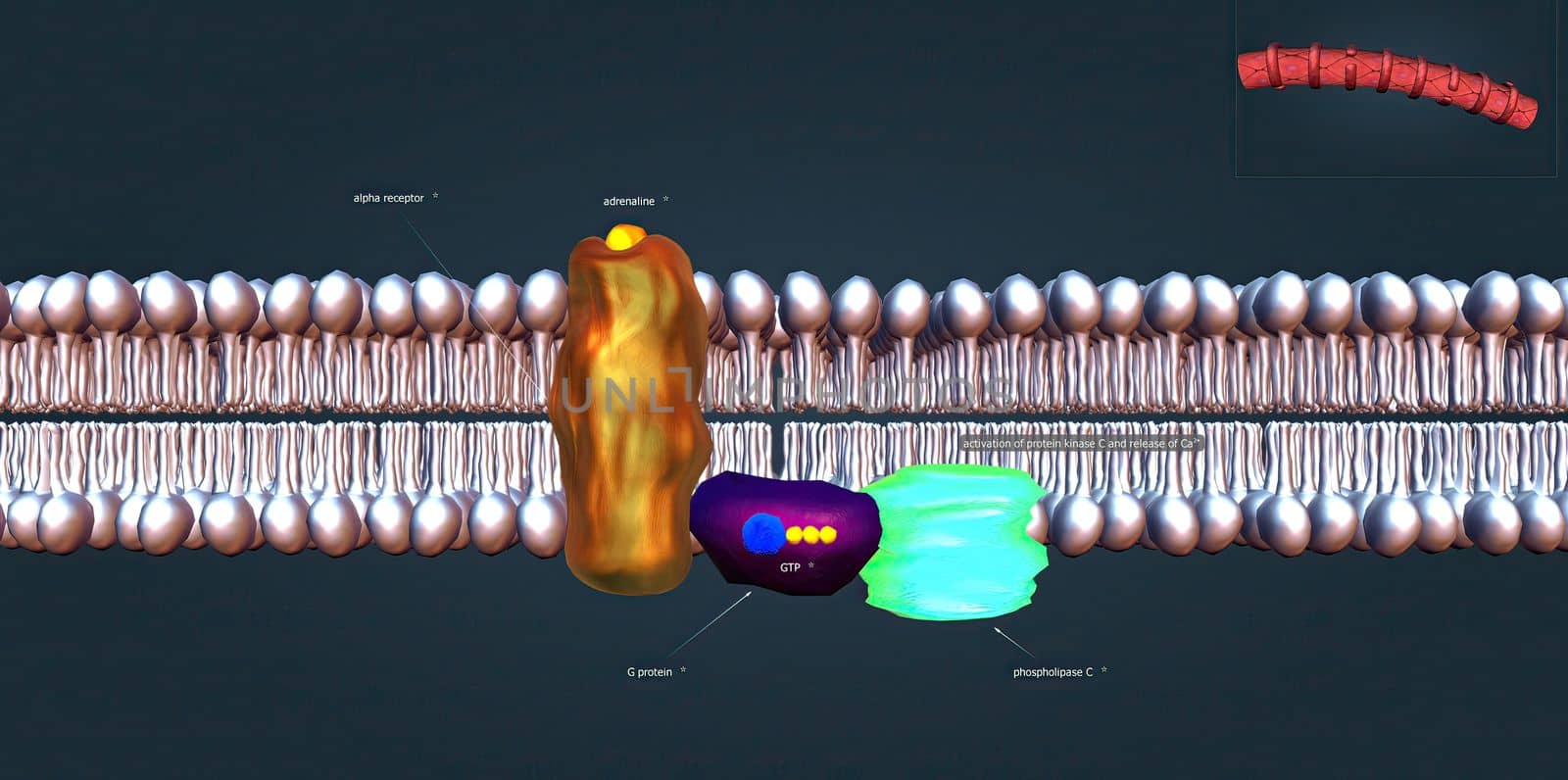 The beta 1 receptor is vital for the normal physiological function of the sympathetic nervous system. 3d illustration by creativepic