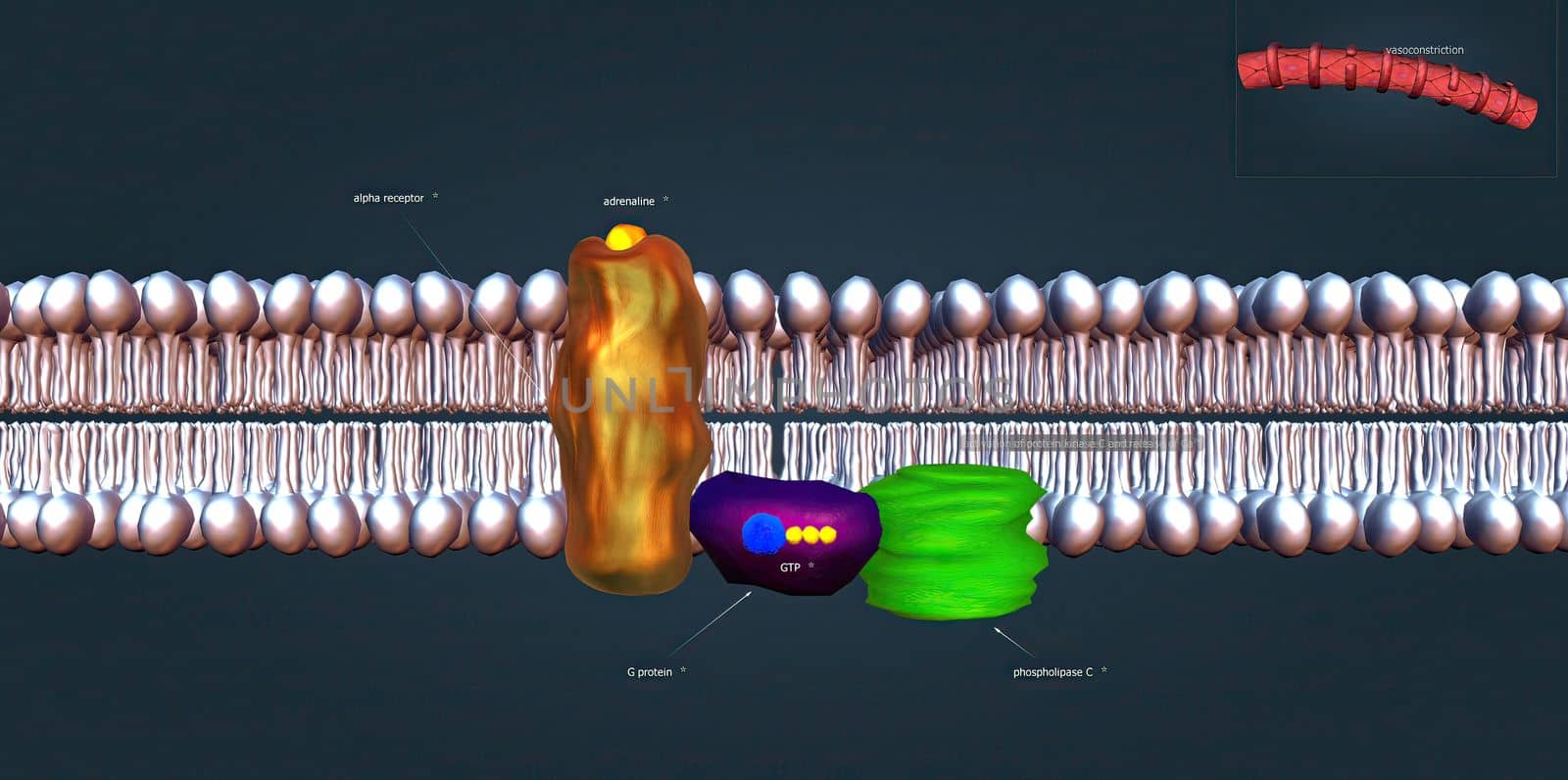 The beta 1 receptor is vital for the normal physiological function of the sympathetic nervous system. 3d illustration