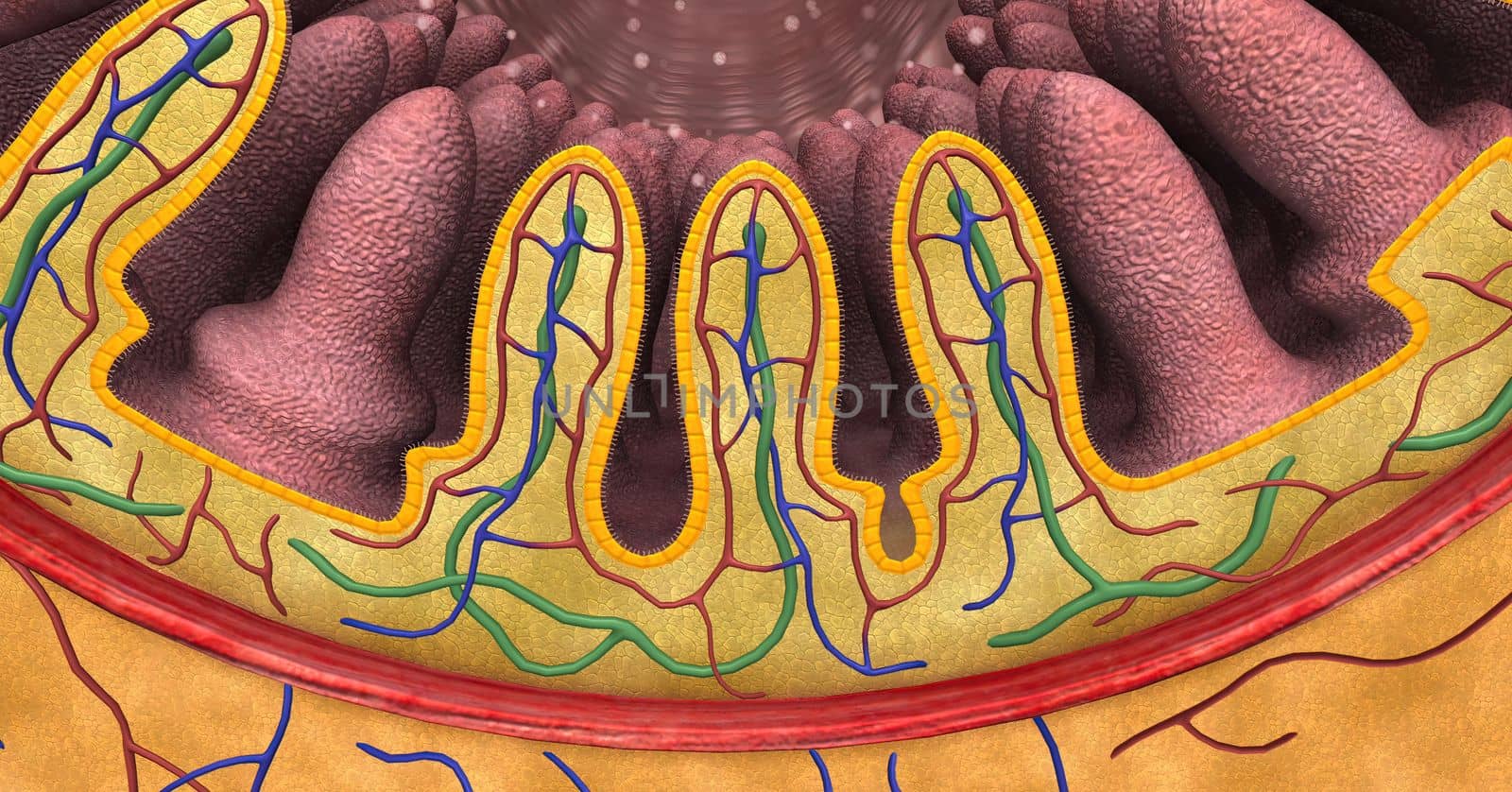 intestinal villi (singular: villus) are small, finger-like projections that extend into the lumen of the small intestine by creativepic