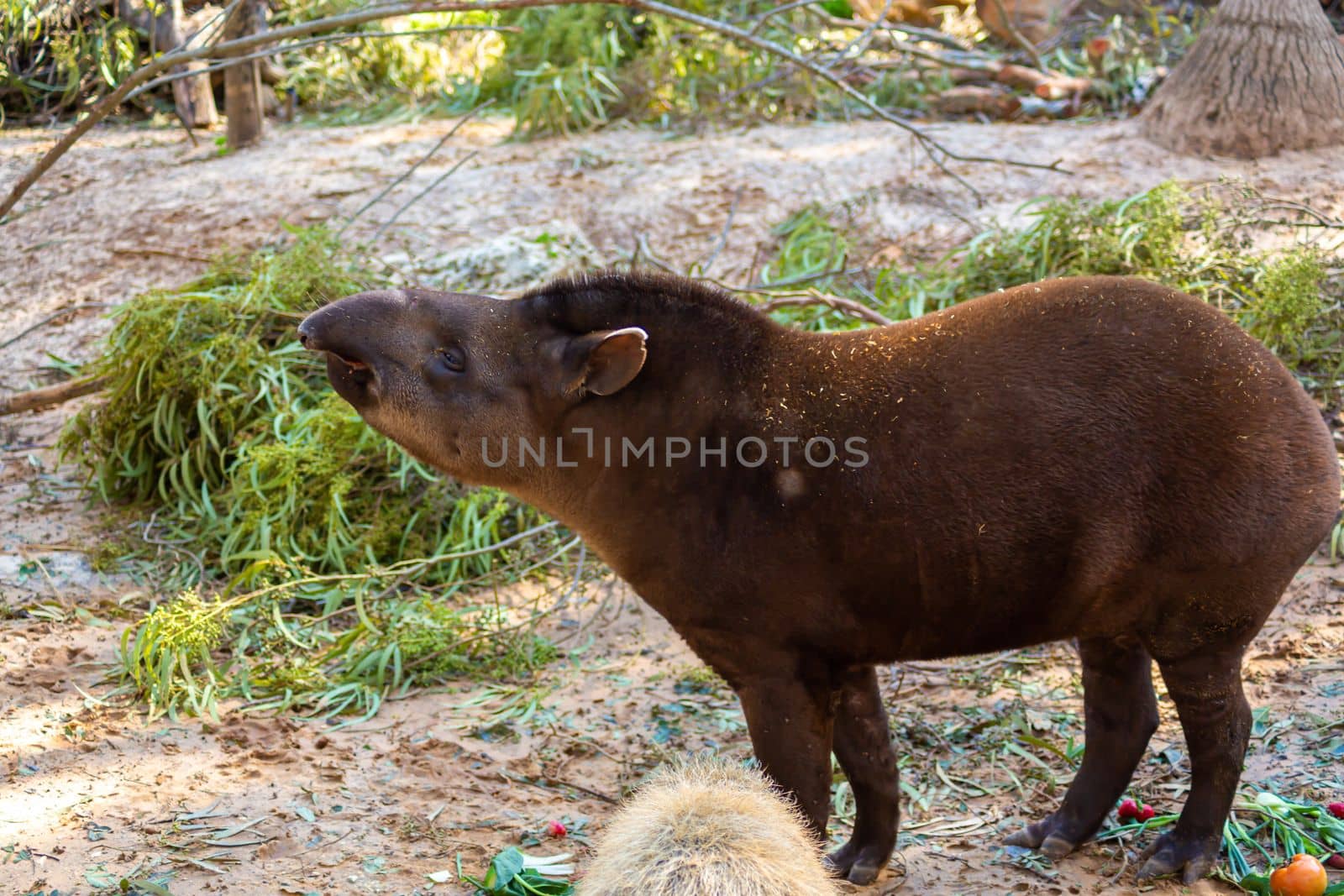 Live tapir in the forest habitat.