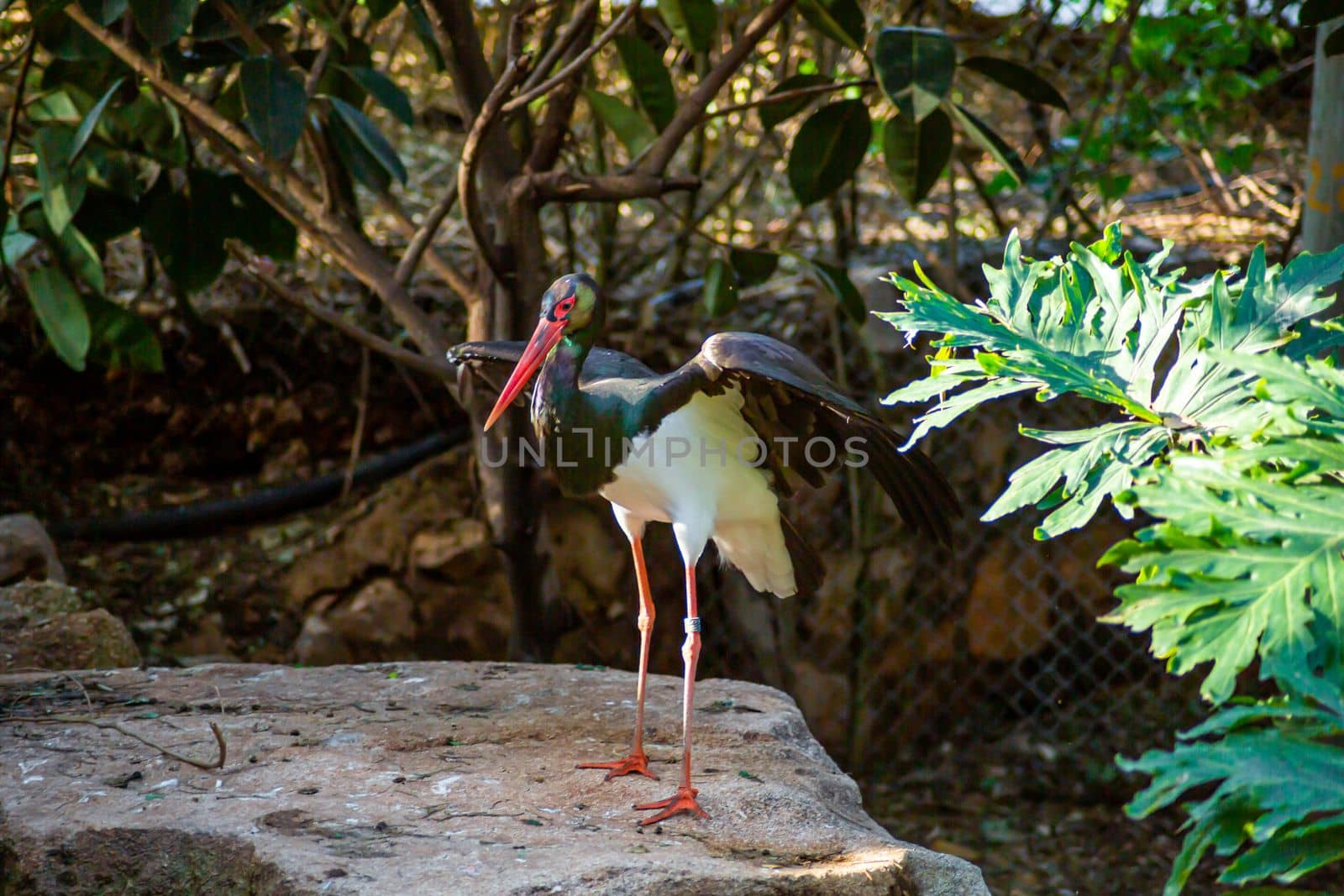 Black stork in the zoo in the forest.