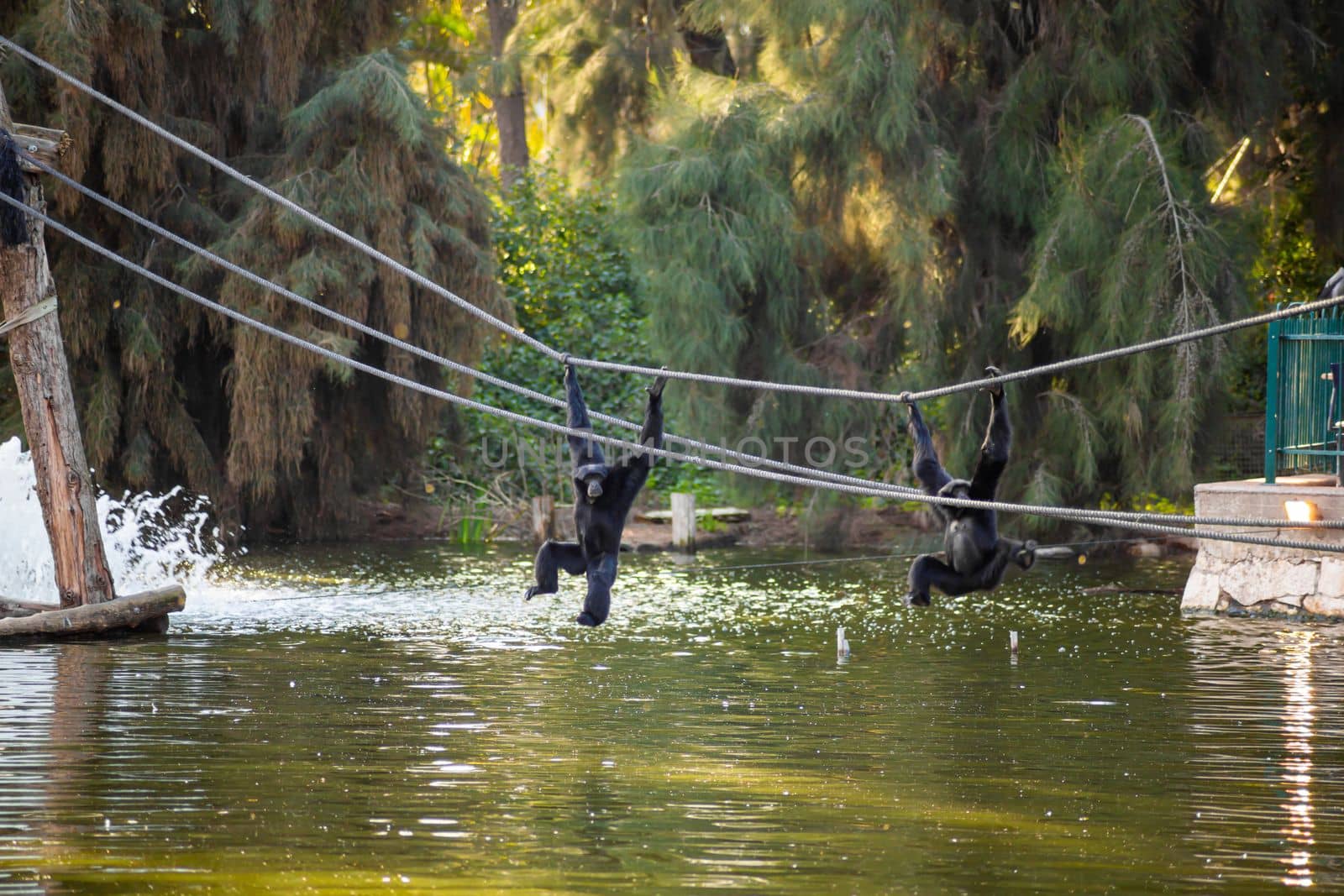 Gorillas have fun in the rope park.