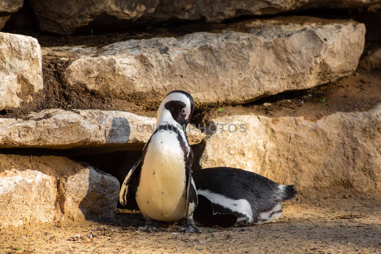 Penguin in a zoo in a warm climate.