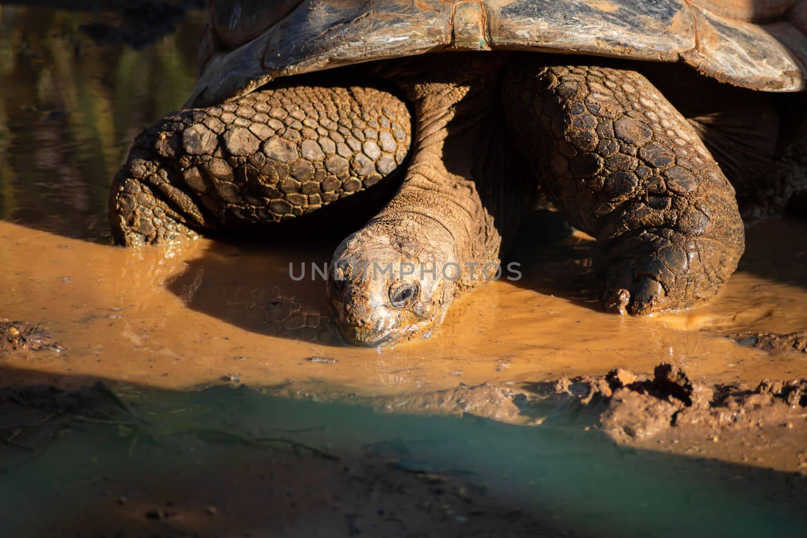Portrait of a large desert tortoise at sunset.