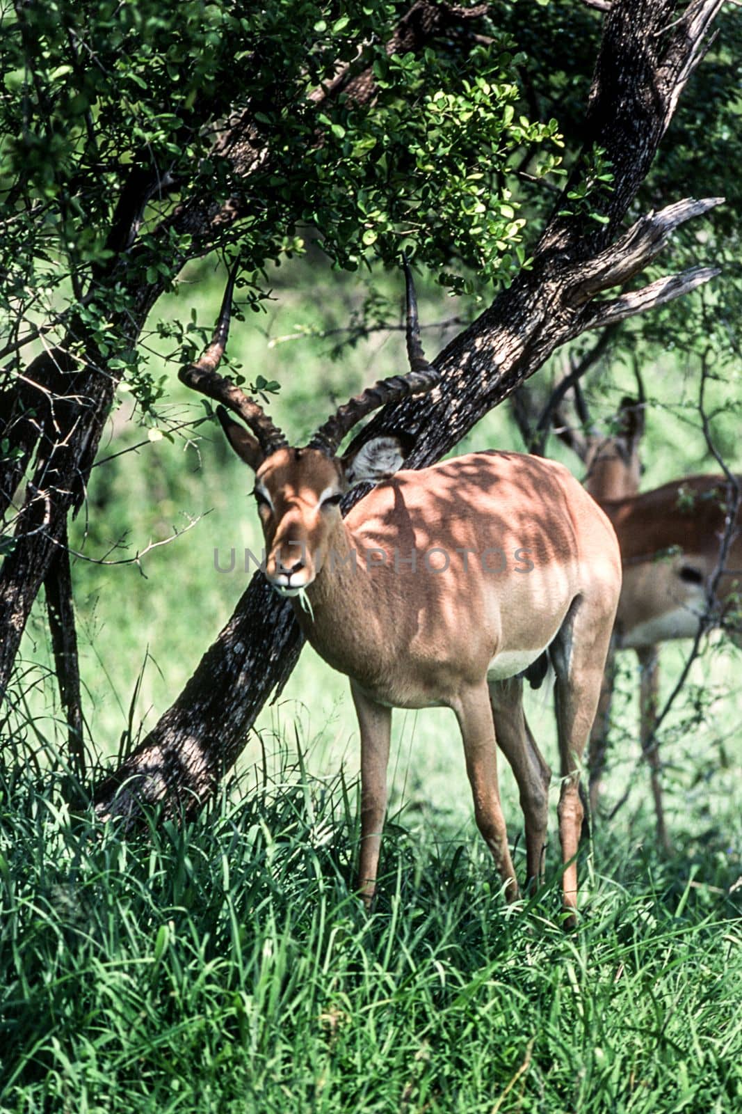 Impala (Aepyceros melampus), Kruger National Park, mpumalanga, South Africa