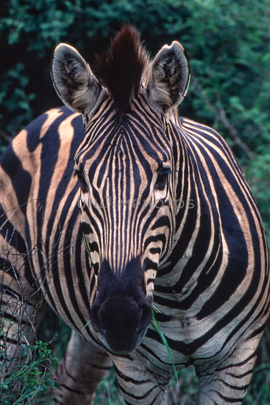 Plains Zebra (Equus burchellii) , Kruger National Park, mpumalanga, south africa