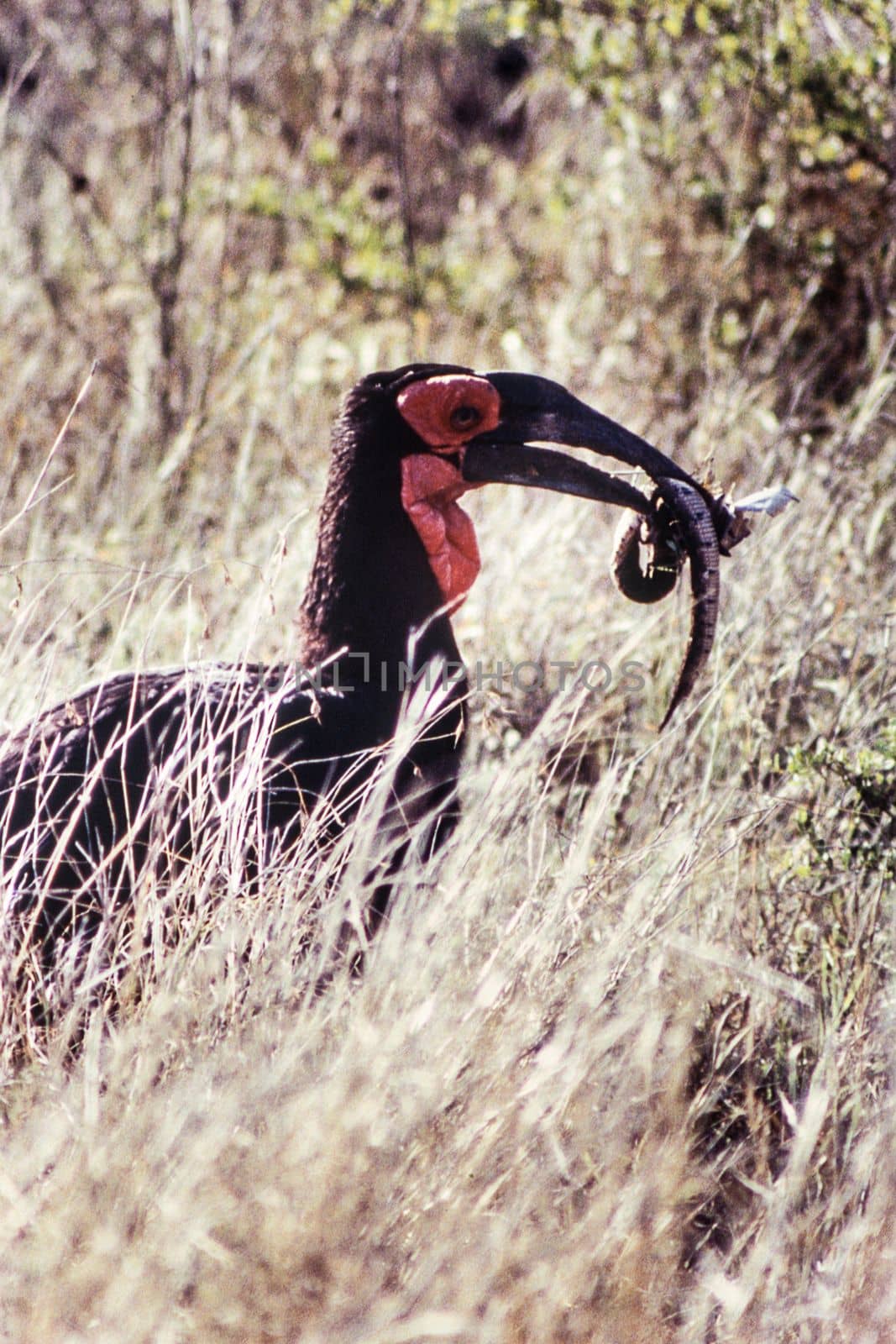 Ground Hornbill (Bucorvus leadbeateri) , Kruger National Park, mpumalanga, south africa