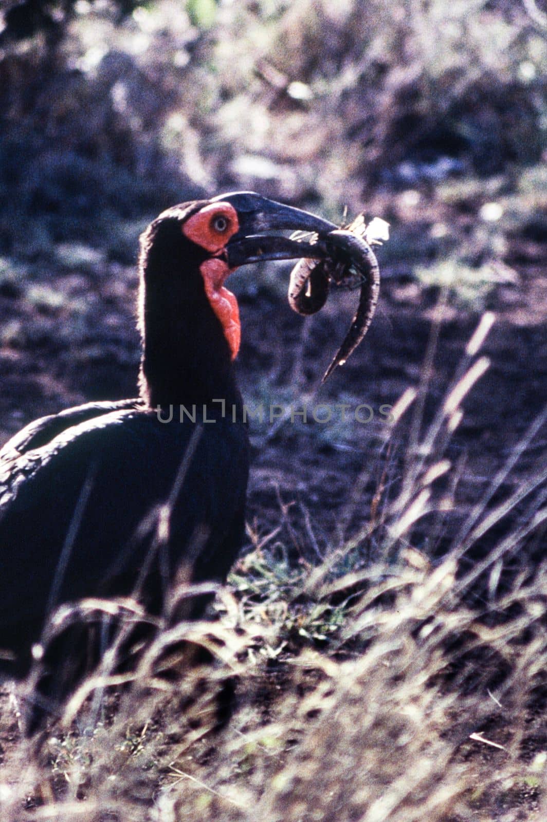 Ground Hornbill (Bucorvus leadbeateri) , Kruger National Park, mpumalanga, south africa