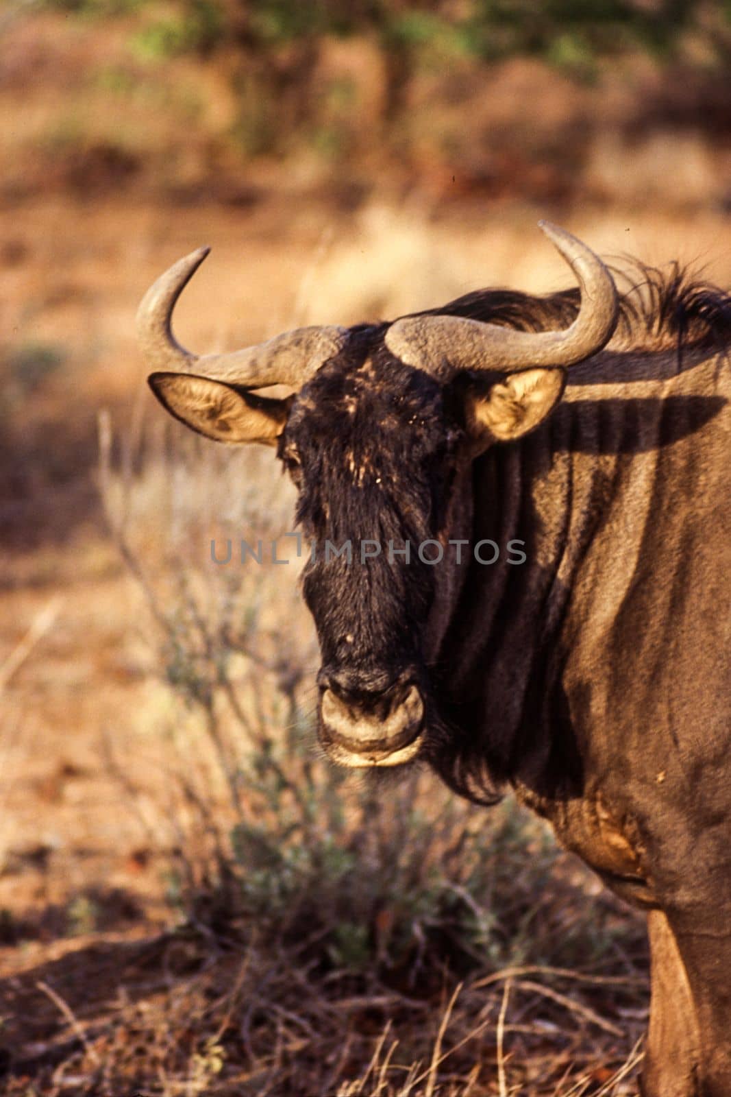 Blue Wildebeest (Connochaetes taurinus) , Kruger National Park, mpumalanga, south africa