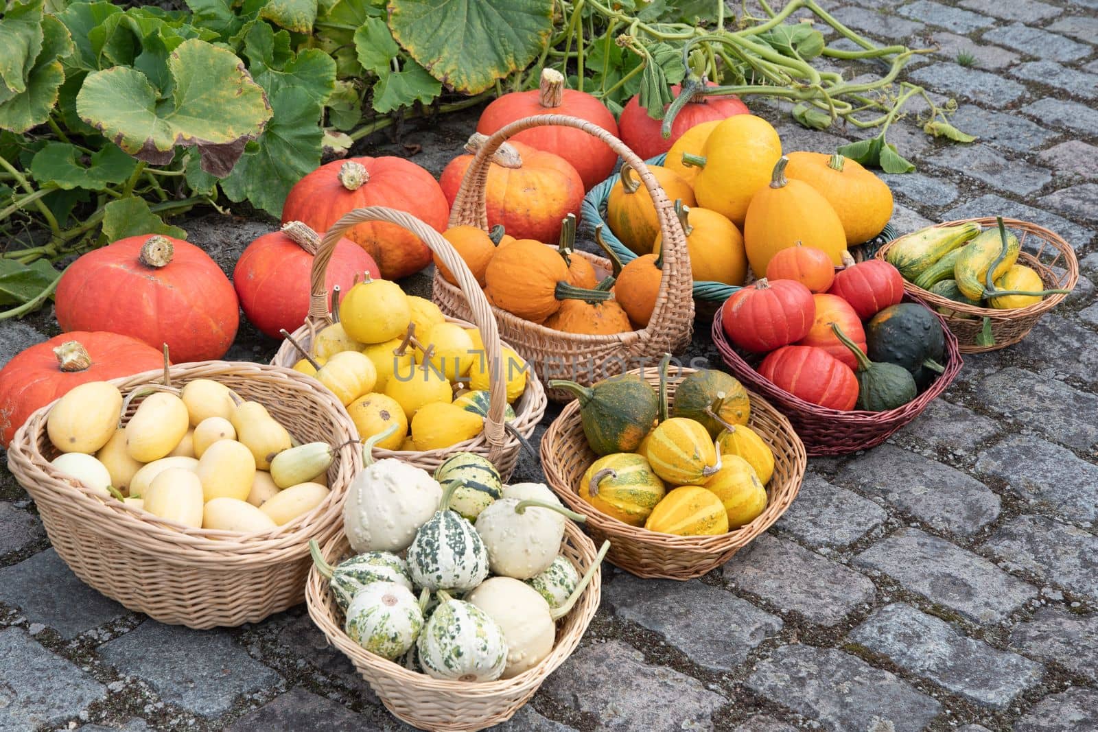 a large harvest of bright multi-colored pumpkins in the garden, vegetables by KaterinaDalemans