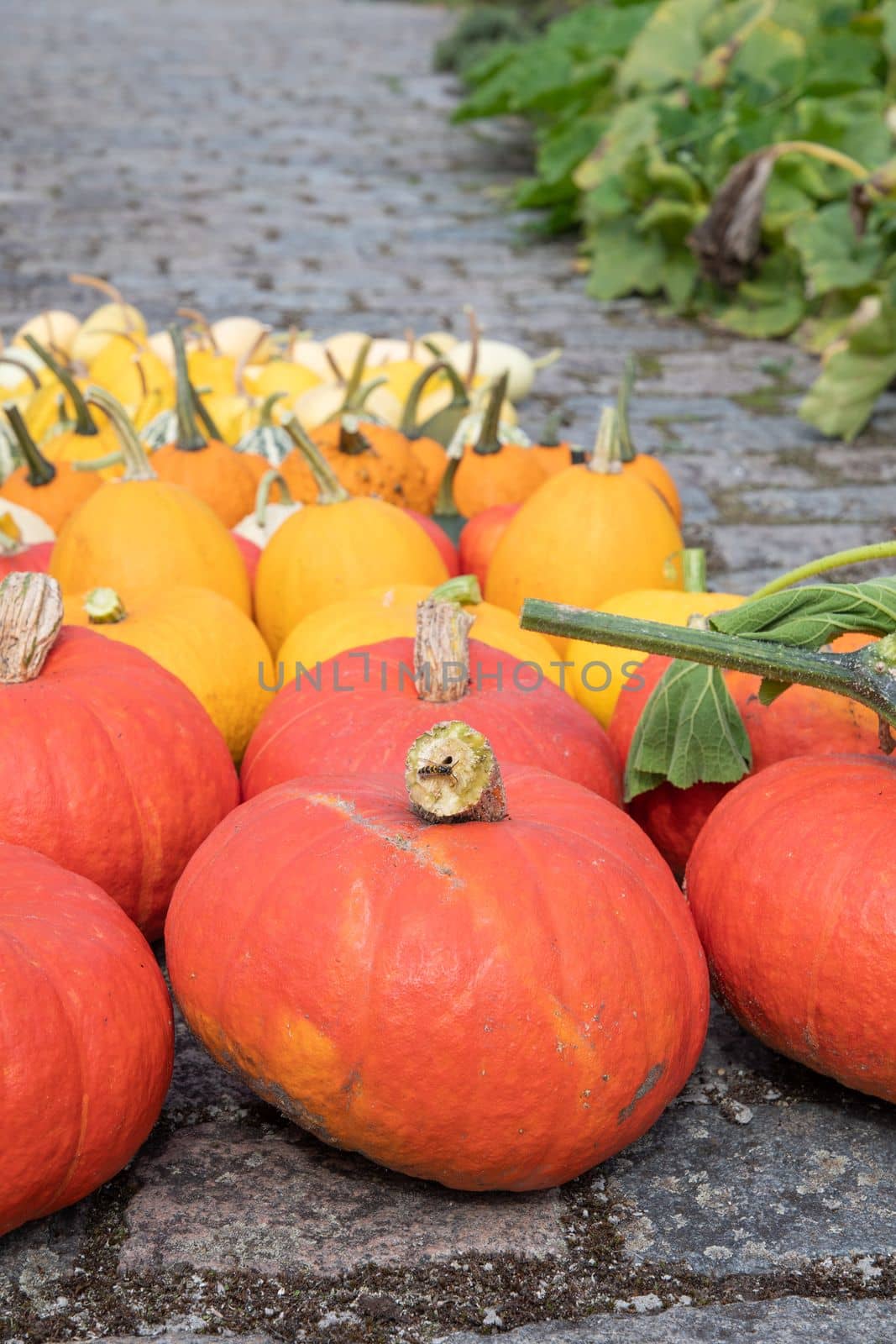 a large harvest of bright multi-colored pumpkins in the garden autumn harvest of fruits and vegetables. High quality photo