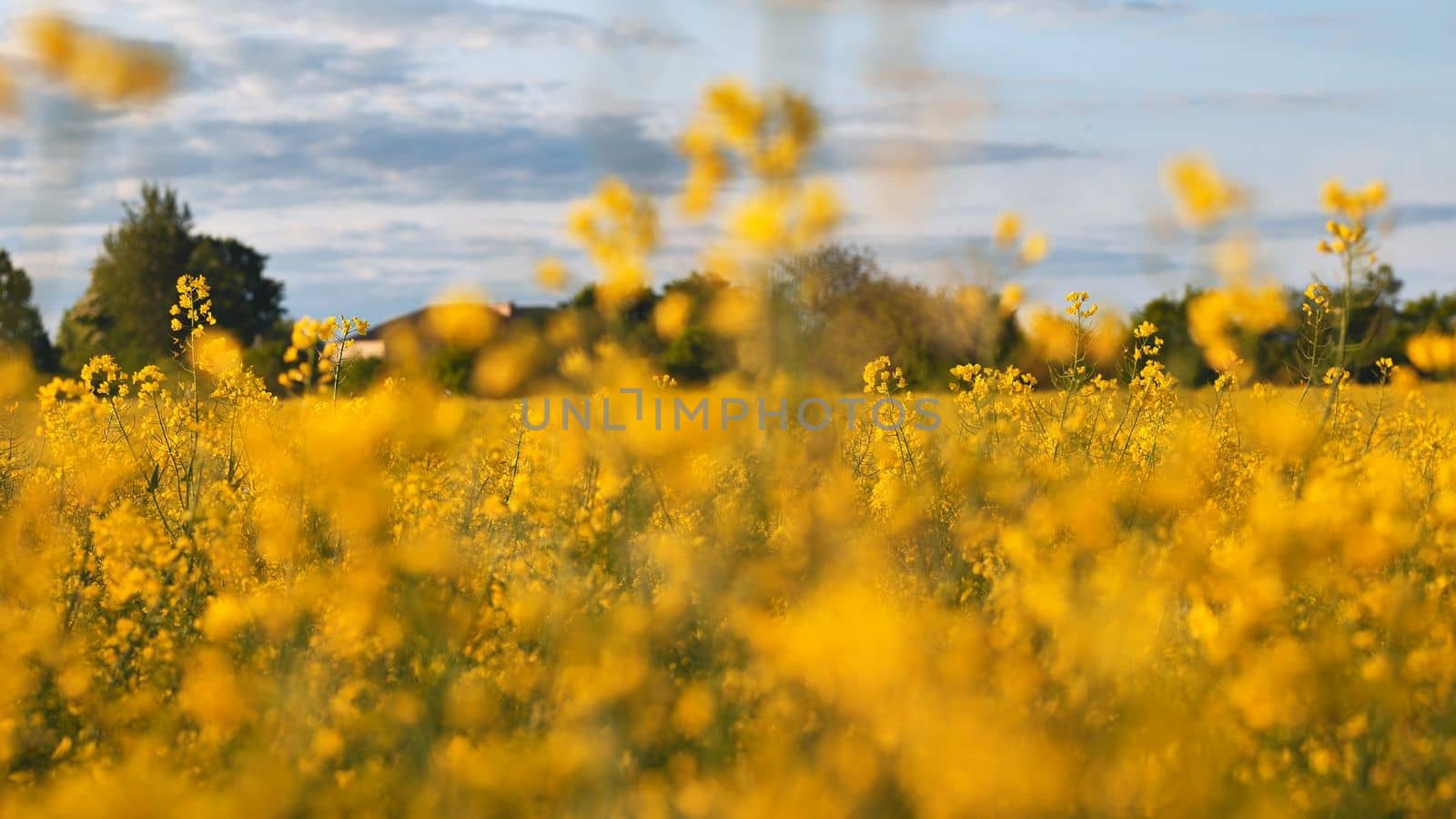 Rapeseed flowers at sunset. Video using a slider